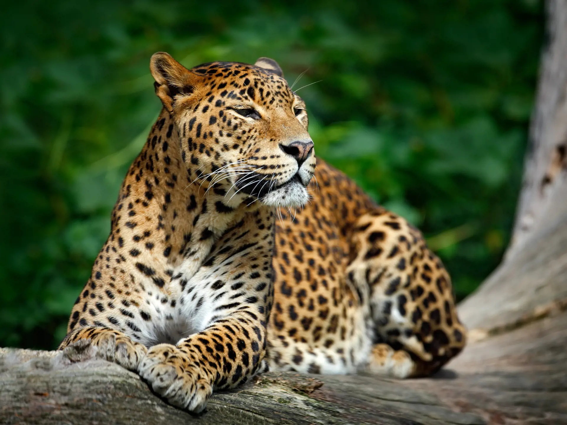 shutterstock_351667181 Sri Lankan leopard, cat lying on the tree in Yala.jpg