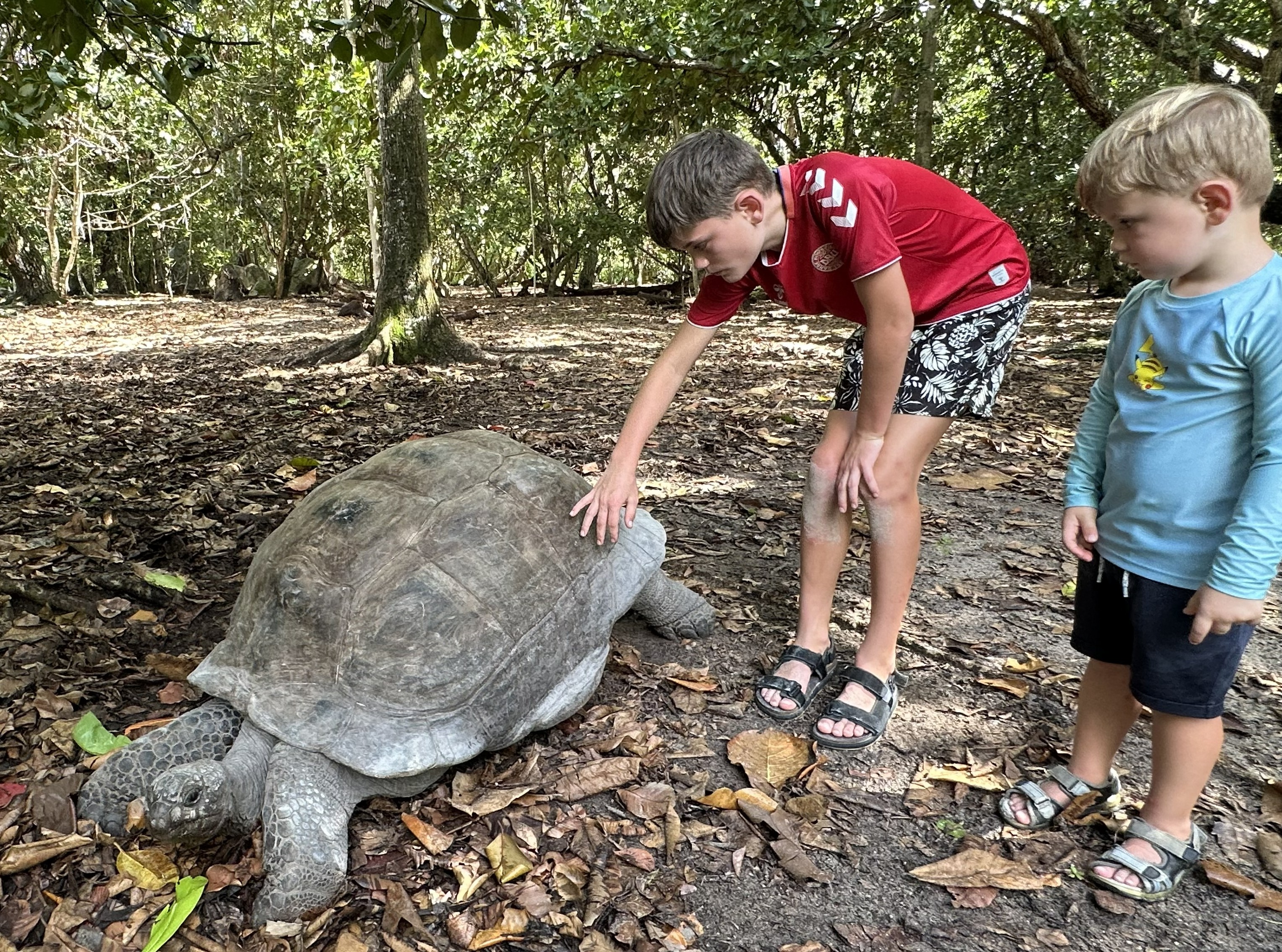 Curieuse  Island Skildpadder Oplevelse Med Børn 3