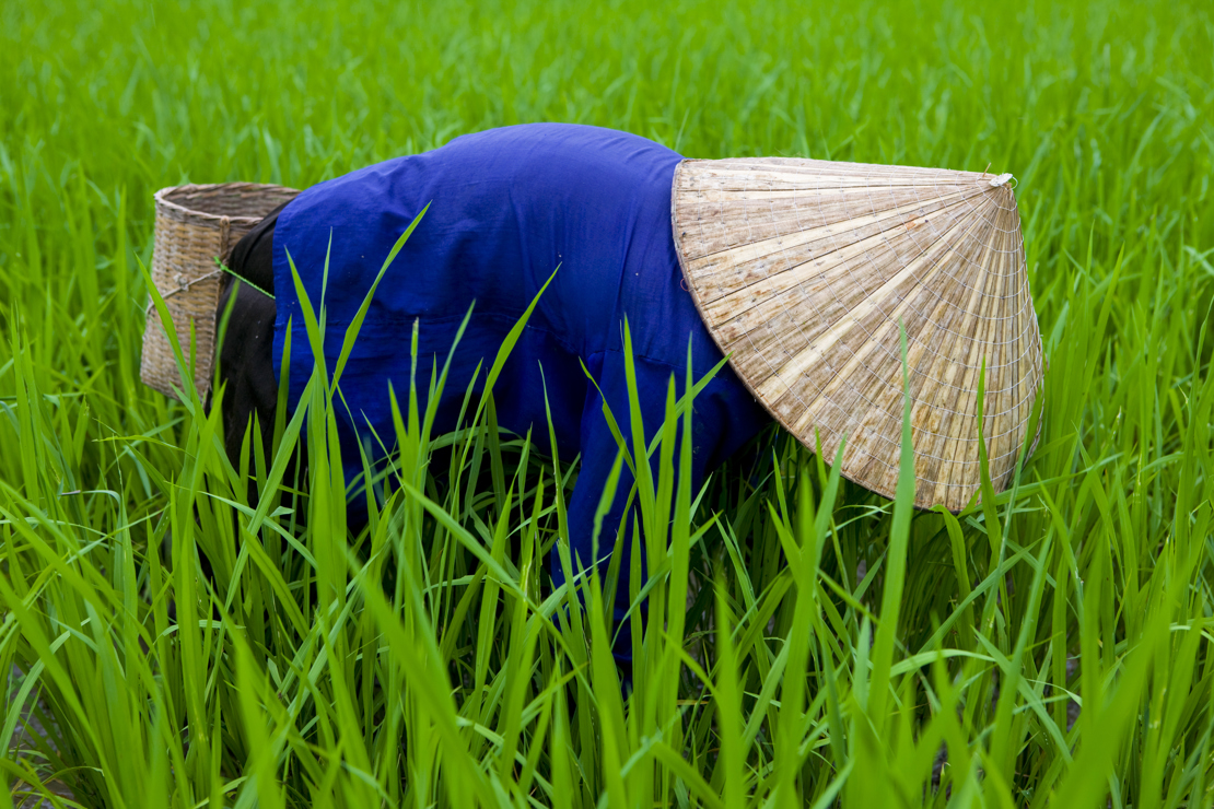 shutterstock_166945304 CIRCA AUGUST 2011 - MAI CHAU, VIETNAM - A woman farmer cleans a rice paddy, 9 August 2011, in Mai Chau, Vietnam.jpg