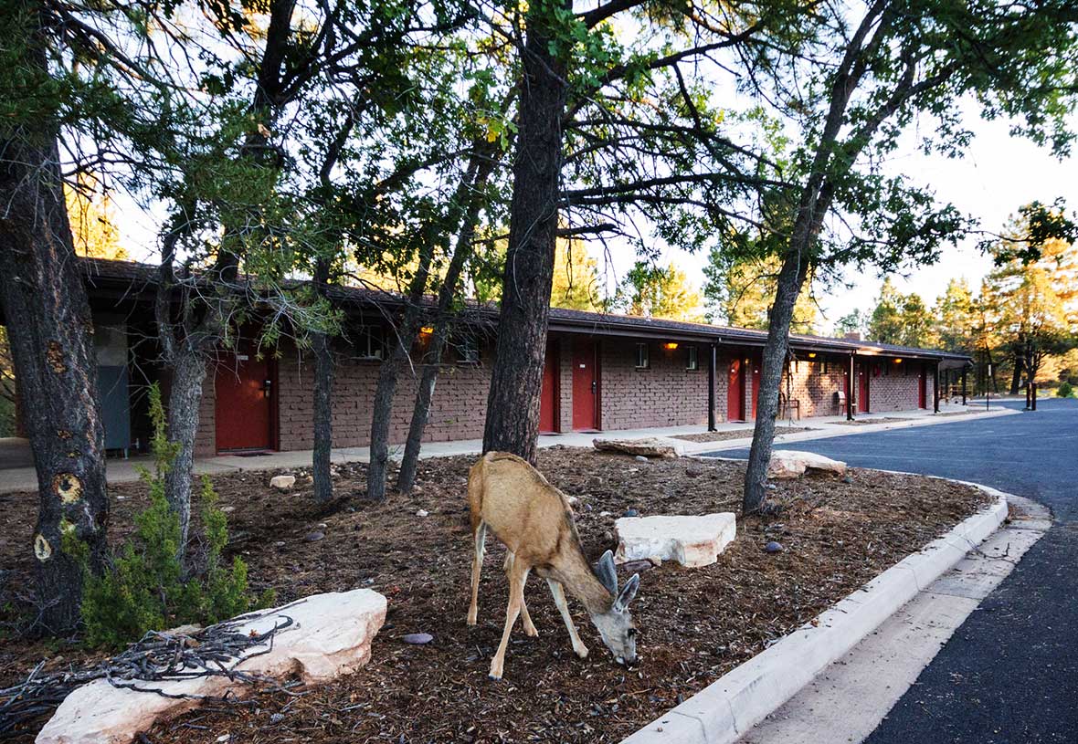 visitgrandcanyon-pg-yavapai-lodge-west-w-deer.jpg