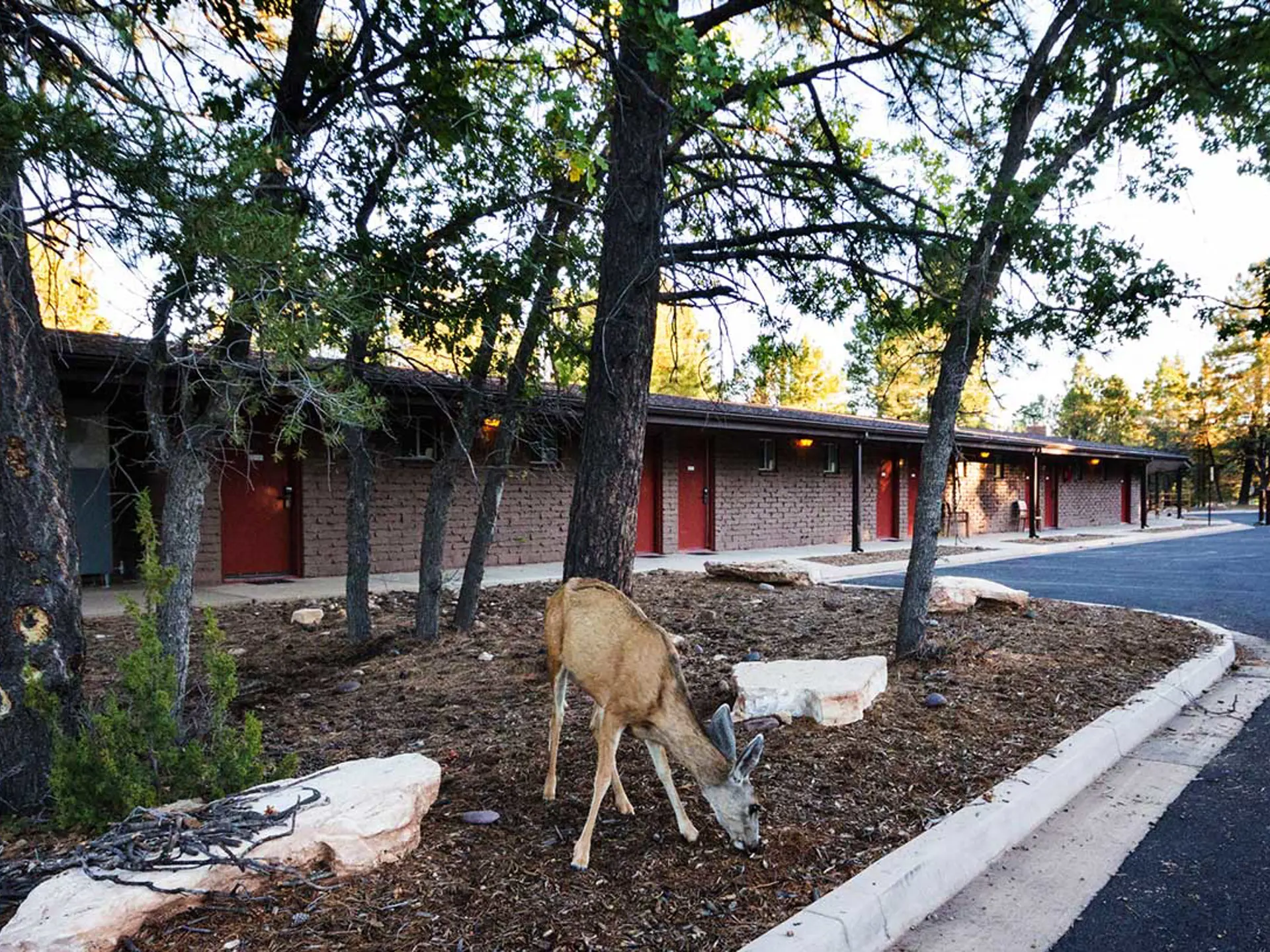 visitgrandcanyon-pg-yavapai-lodge-west-w-deer.jpg