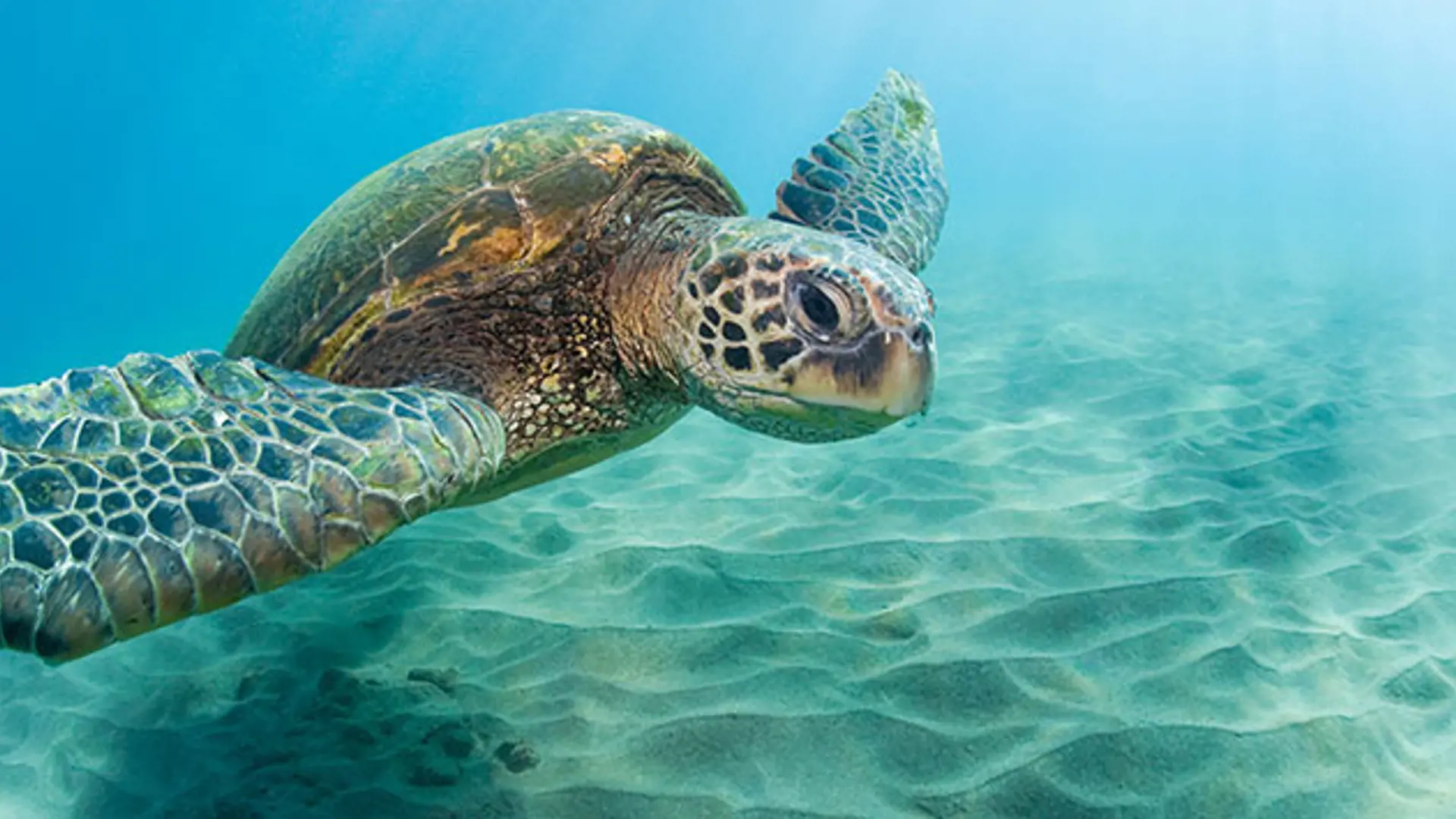 MAUI - der er rigtig gode muligheder for at opleve havskildpadder, når man snorkler tæt ved kysten, Check Point Travel