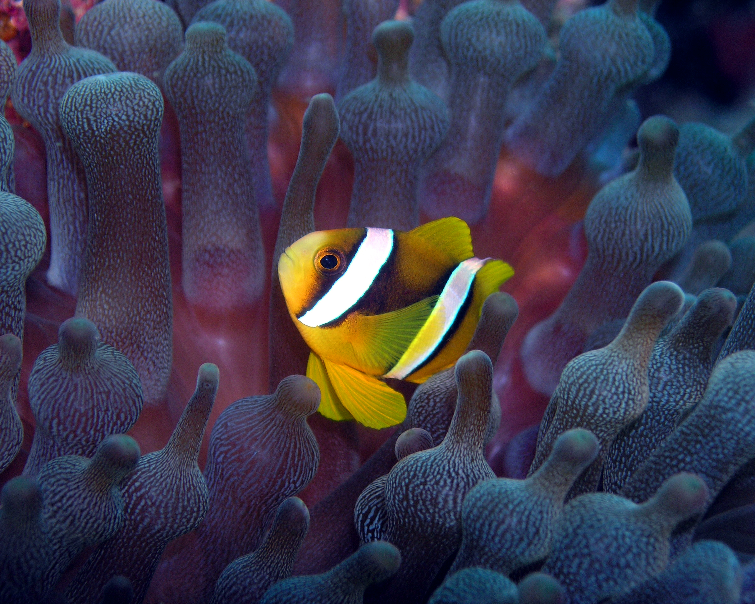 MALDIVERNE - der er store oplevelser i det krystalklare vand, hvor fisk i alle farver er med til at gøre korallerne endnu mere interessante, Check Point Travel