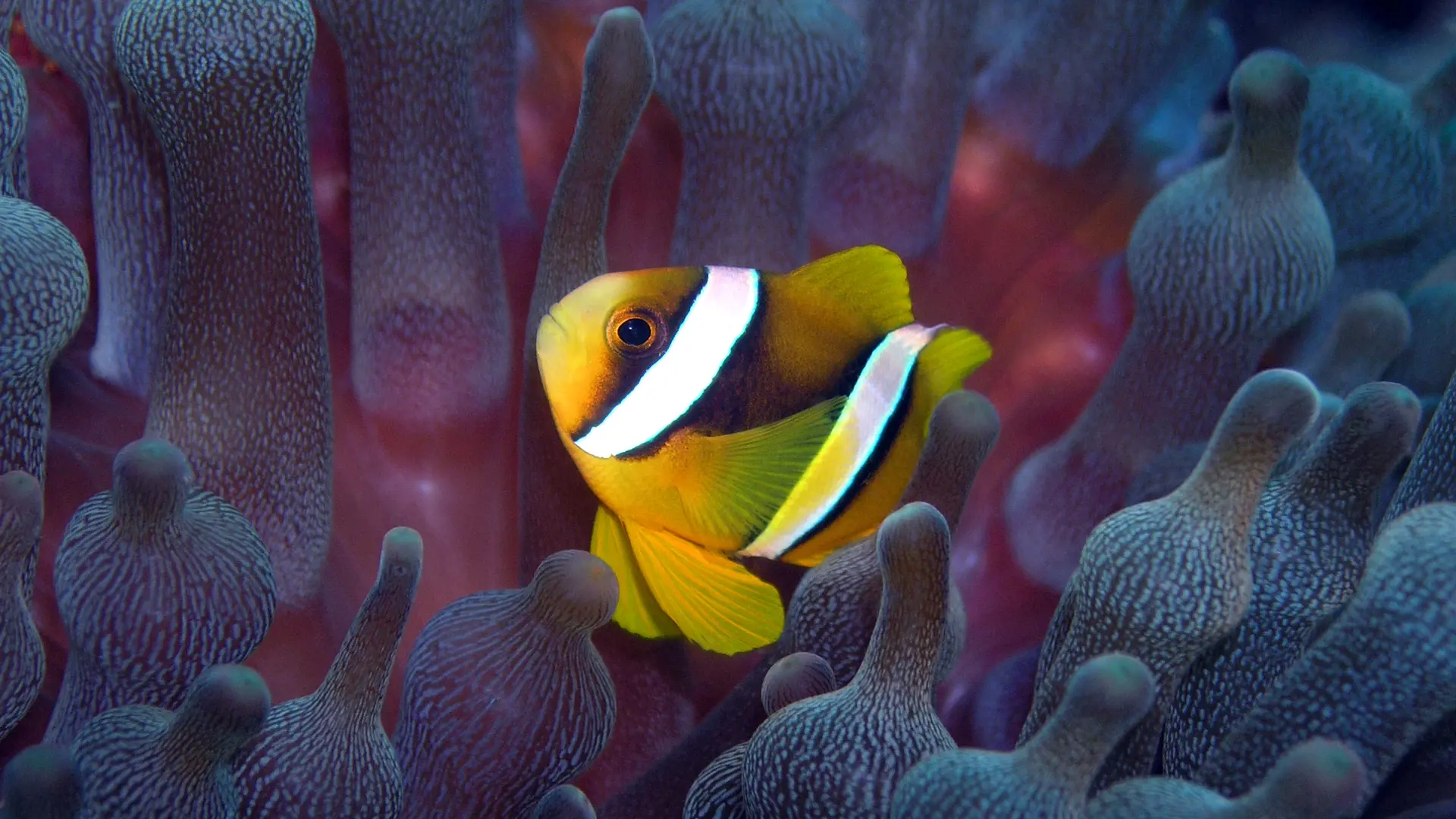 MALDIVERNE - der er store oplevelser i det krystalklare vand, hvor fisk i alle farver er med til at gøre korallerne endnu mere interessante, Check Point Travel