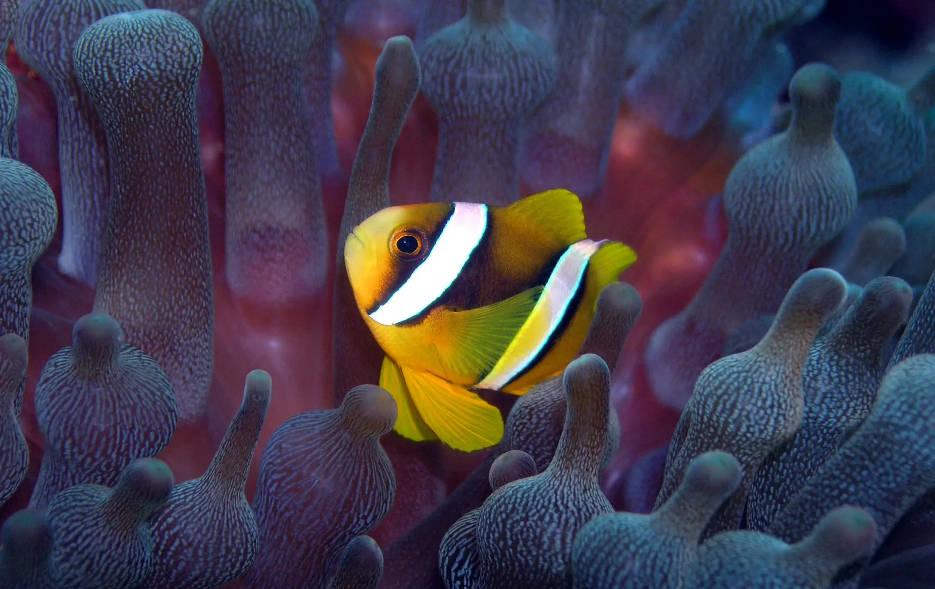 MALDIVERNE - der er store oplevelser i det krystalklare vand, hvor fisk i alle farver er med til at gøre korallerne endnu mere interessante, Check Point Travel
