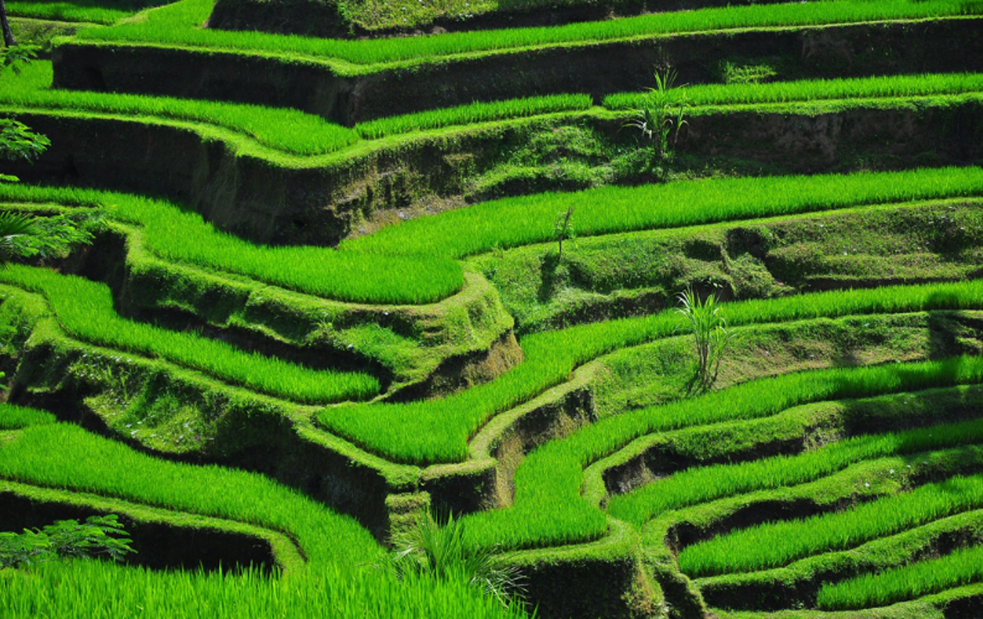 Tegallalang (2)