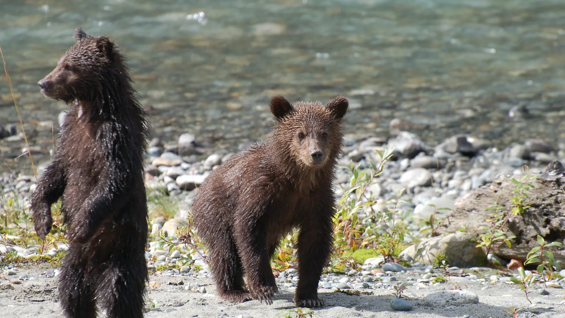 GRIZZLY ENCOUNTER - Er navnet på den heldagstur, der udgår fra Campbell River. Herfra går turen til en isoleret floddal, hvor I fra et skjul kan opleve grizzly-bjørnene og deres unger fange laks i floden, Check Point Travel