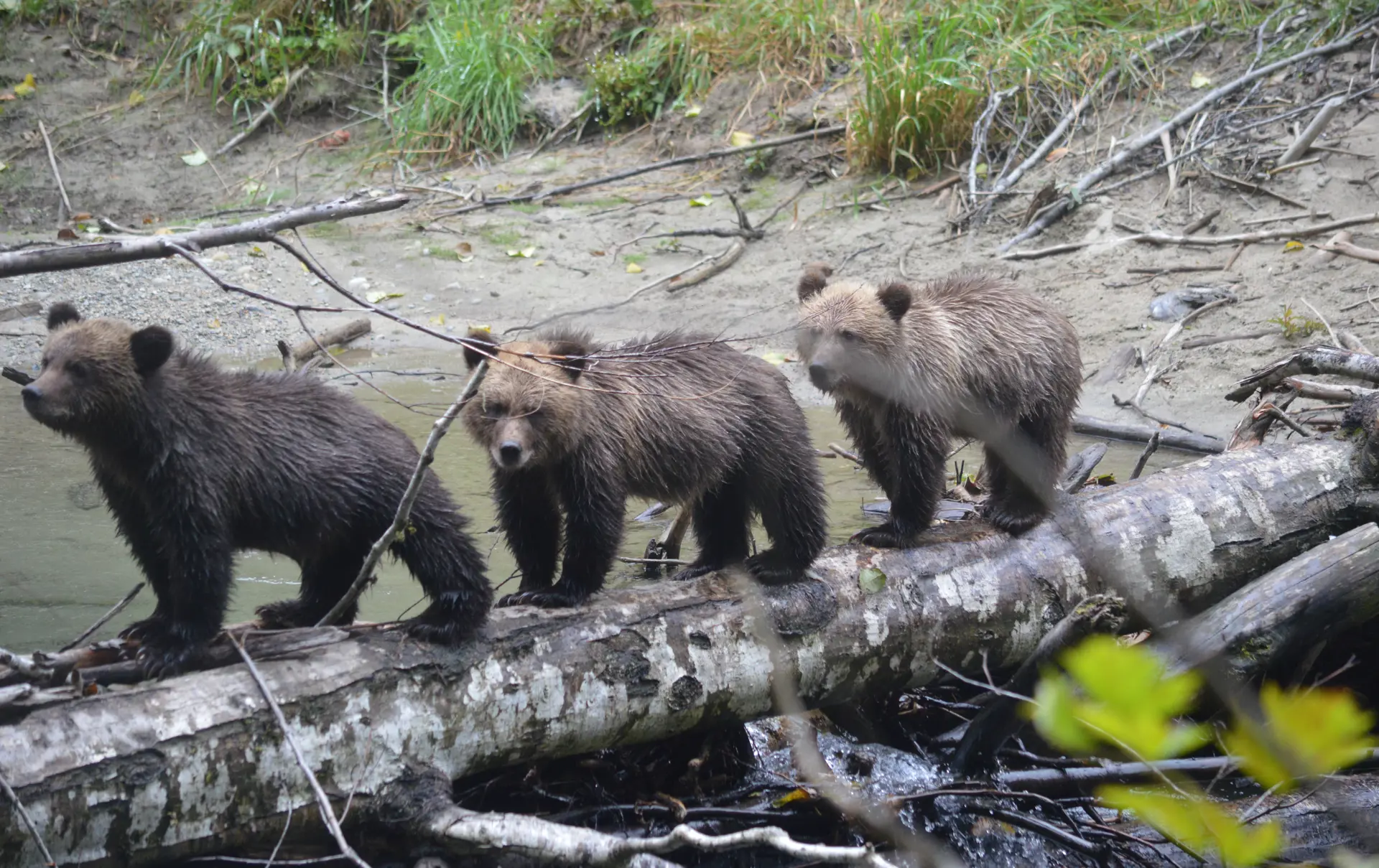 GRIZZLY ENCOUNTER - Tre unger i hælene på deres mor. Det er tid til en lektion i laksefiskeri, Check Point Travel