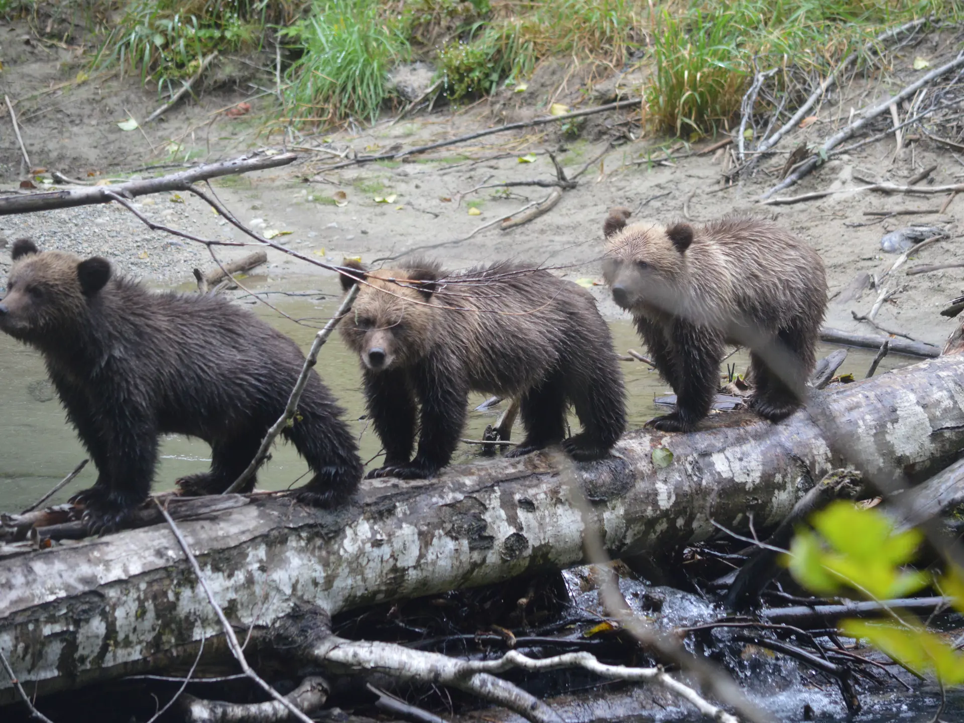 GRIZZLY ENCOUNTER - Tre unger i hælene på deres mor. Det er tid til en lektion i laksefiskeri, Check Point Travel