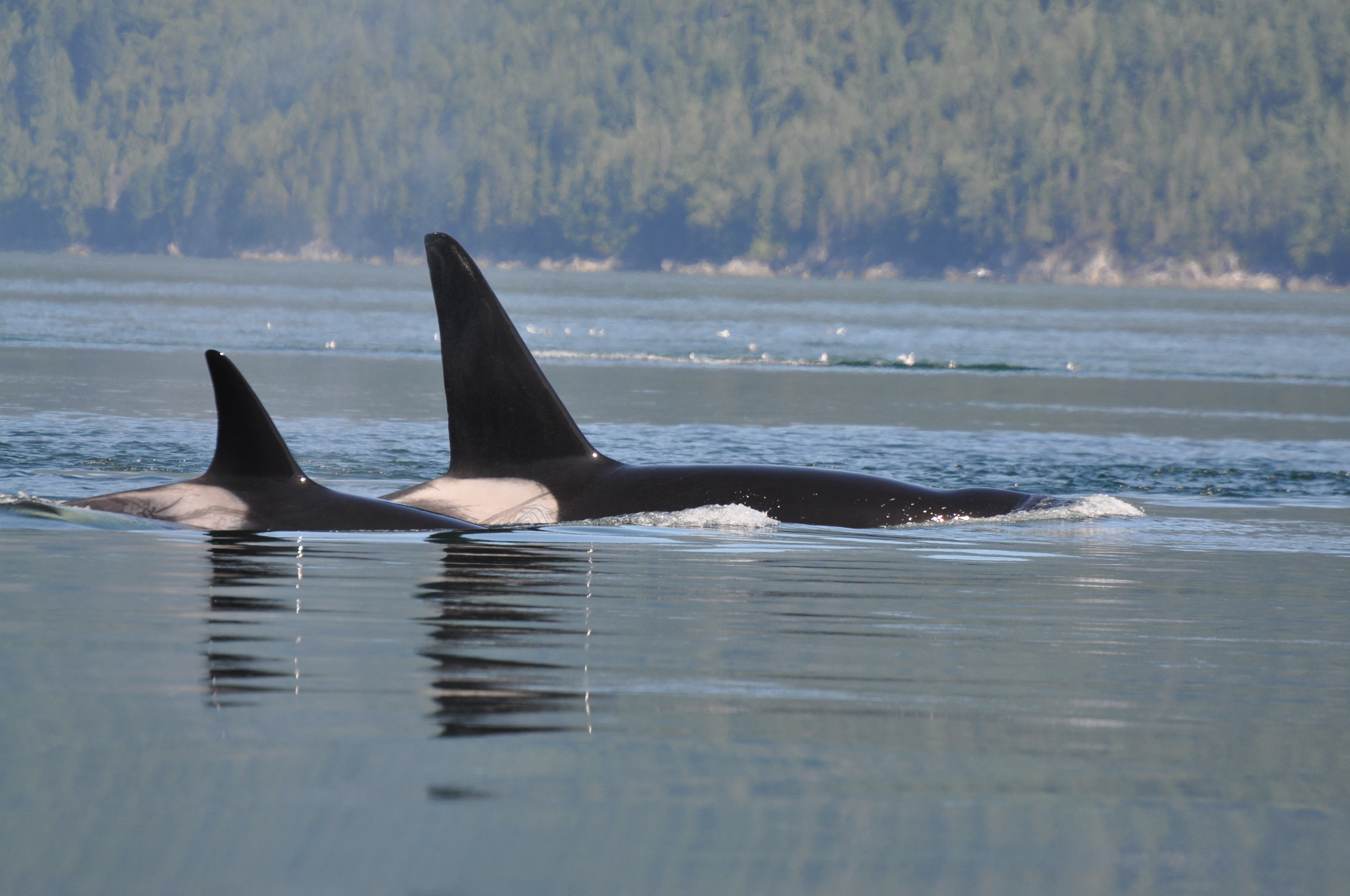 CAMPBELL RIVER - I farvandet ud for Campbell River er der mange spækhuggere. De opleves bedst fra en åben båd. Når motoren er slukket, og de kommer tæt på, kan man høre deres vejrtrækning, Check Point Travel