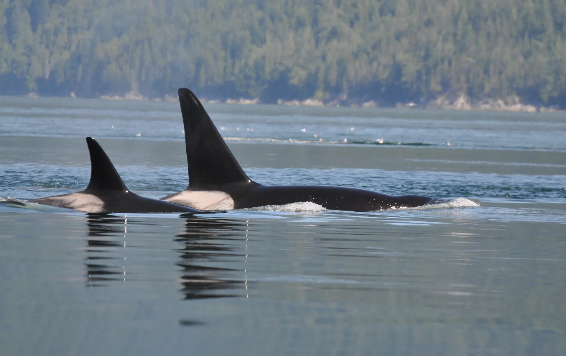 CAMPBELL RIVER - I farvandet ud for Campbell River er der mange spækhuggere. De opleves bedst fra en åben båd. Når motoren er slukket, og de kommer tæt på, kan man høre deres vejrtrækning, Check Point Travel