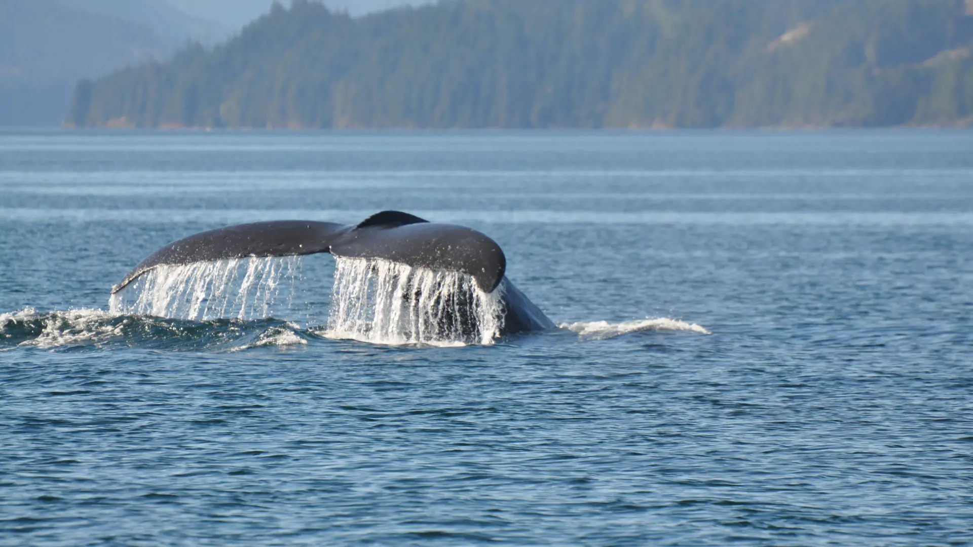 VANCOUVER ISLAND - Et af de bedste steder at opleve hvaler er i farvandet ud for Victoria på Vancouver Island, Check Point Travel