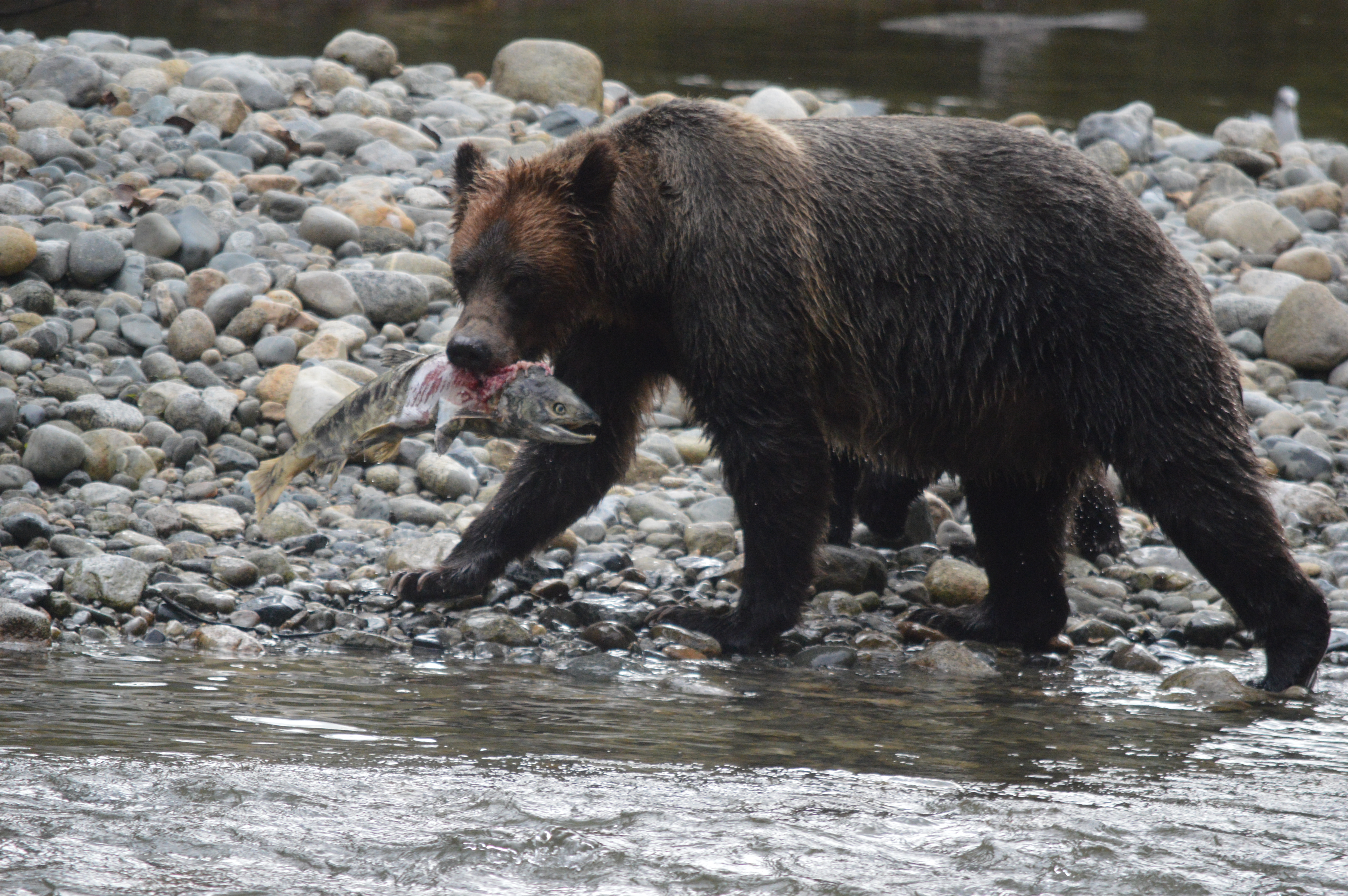 GRIZZLY ENCOUNTER - Tag på heldagstur fra Campbell River til en isoleret floddal og kom helt tæt på den nordamerikanske kæmpebjørn, Grizzlyen, Check Point Travel