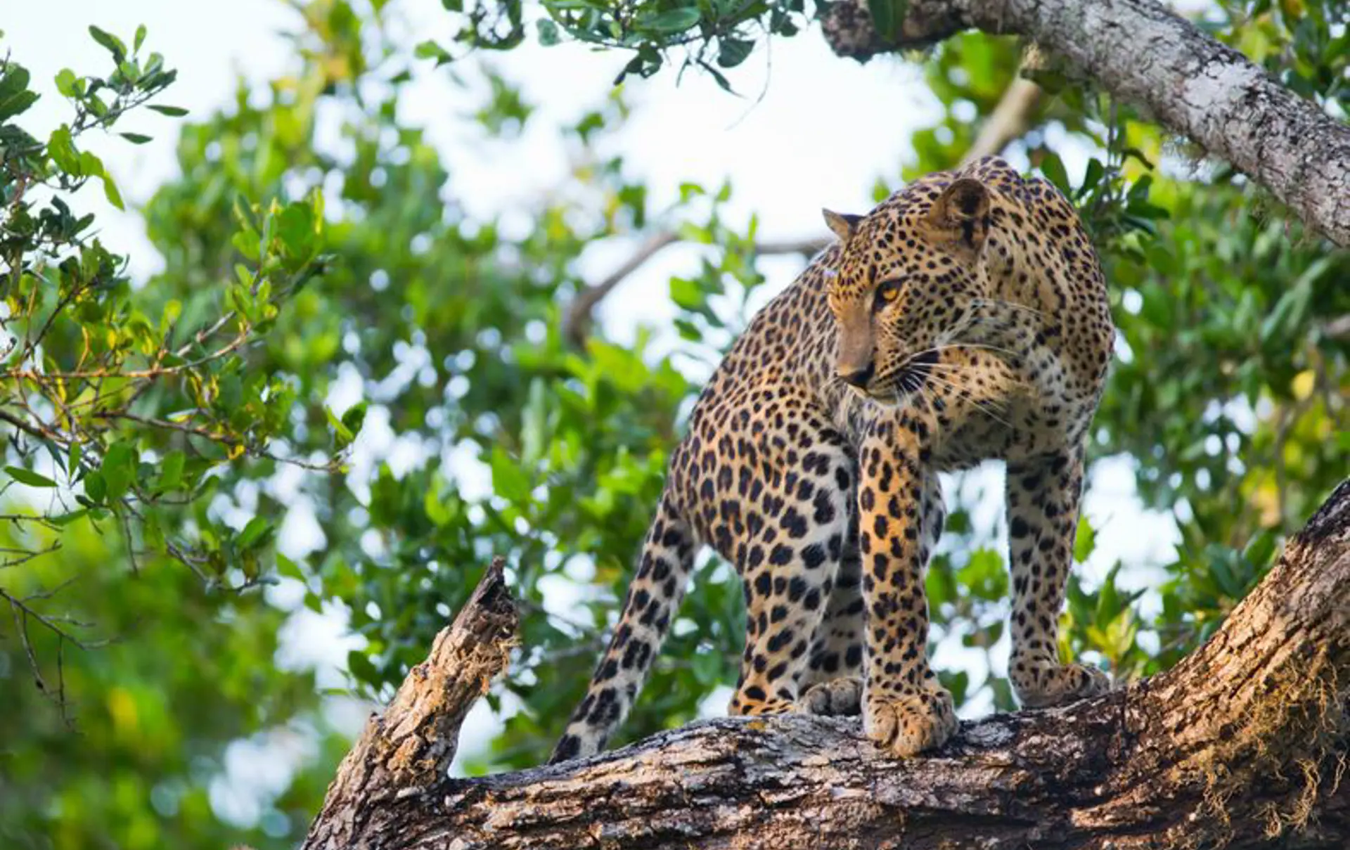 YALA - denne nationalpark er et af de bedste steder i Verden at observere den sky leopard, Check Point Travel