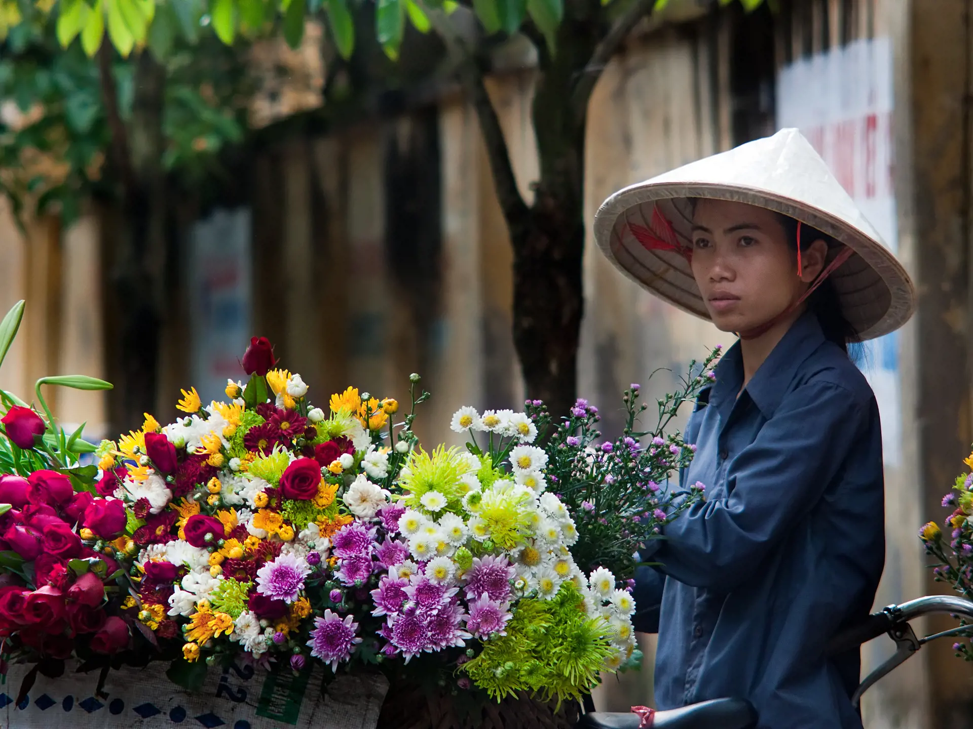 HANOI - En cykel og en stor kurv, så har man rullende blomsterbutik og kan tage opstilling i markedsgaderne i det gamle Hanoi, Check Point Travel