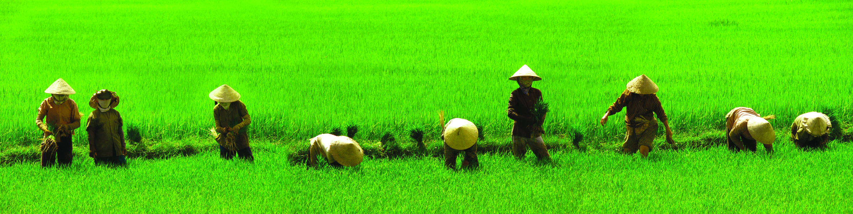 HOI AN - Lej en cykel og kør en tur ud på landet. Måske får I en invitation til at deltage i markarbejdet, Check Point Travel