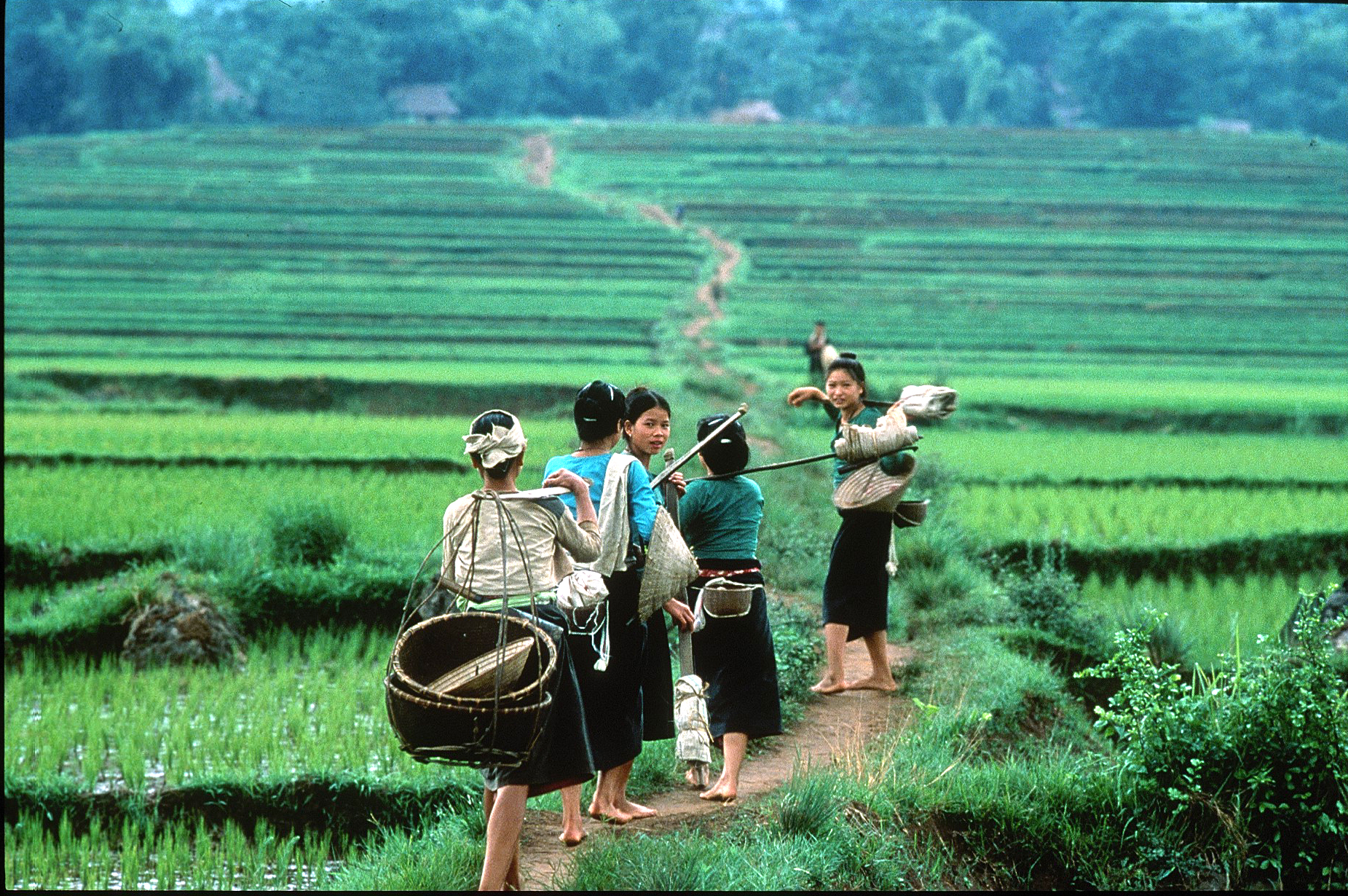 FYRAFTEN - En flok piger i Mai Chau-dalen er på vej hjem efter dagens arbejde i markerne, Check Point Travel