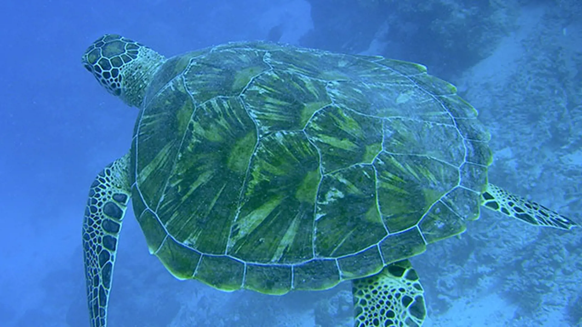 FUN ISLAND - det er muligt at snorkle direkte fra stranden og komme tæt på de elegante havskildpadder, Check Point Travel