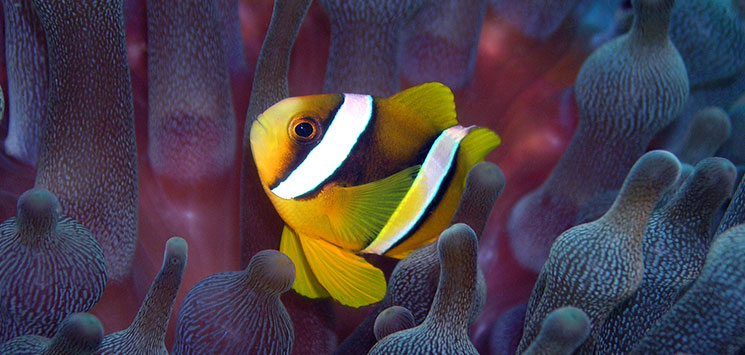 FUN ISLAND - farverige fisk og koraller gemmer sig i det krystalklare vand så på med maske og snorkel, Check Point Travel