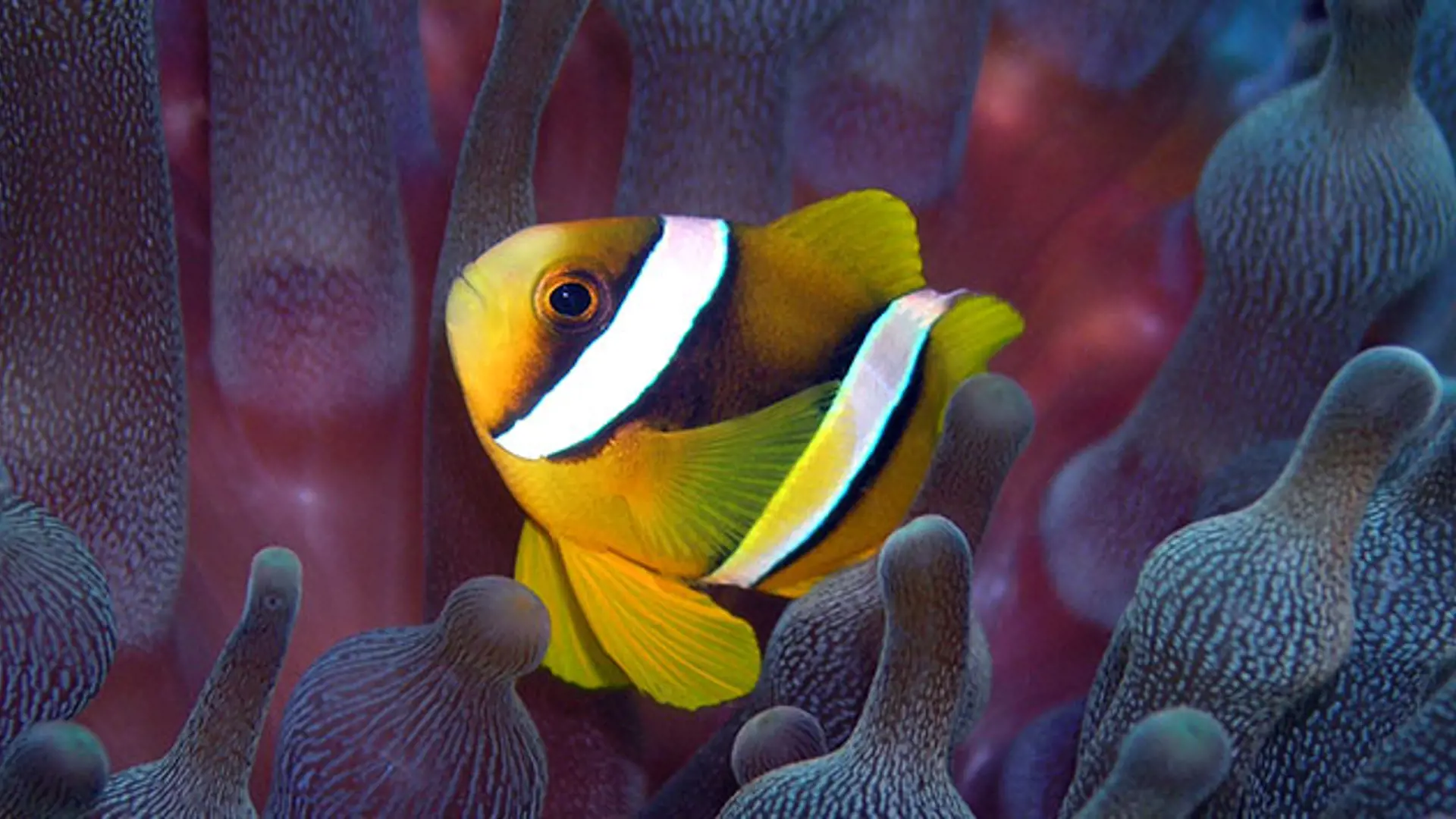 FUN ISLAND - farverige fisk og koraller gemmer sig i det krystalklare vand så på med maske og snorkel, Check Point Travel