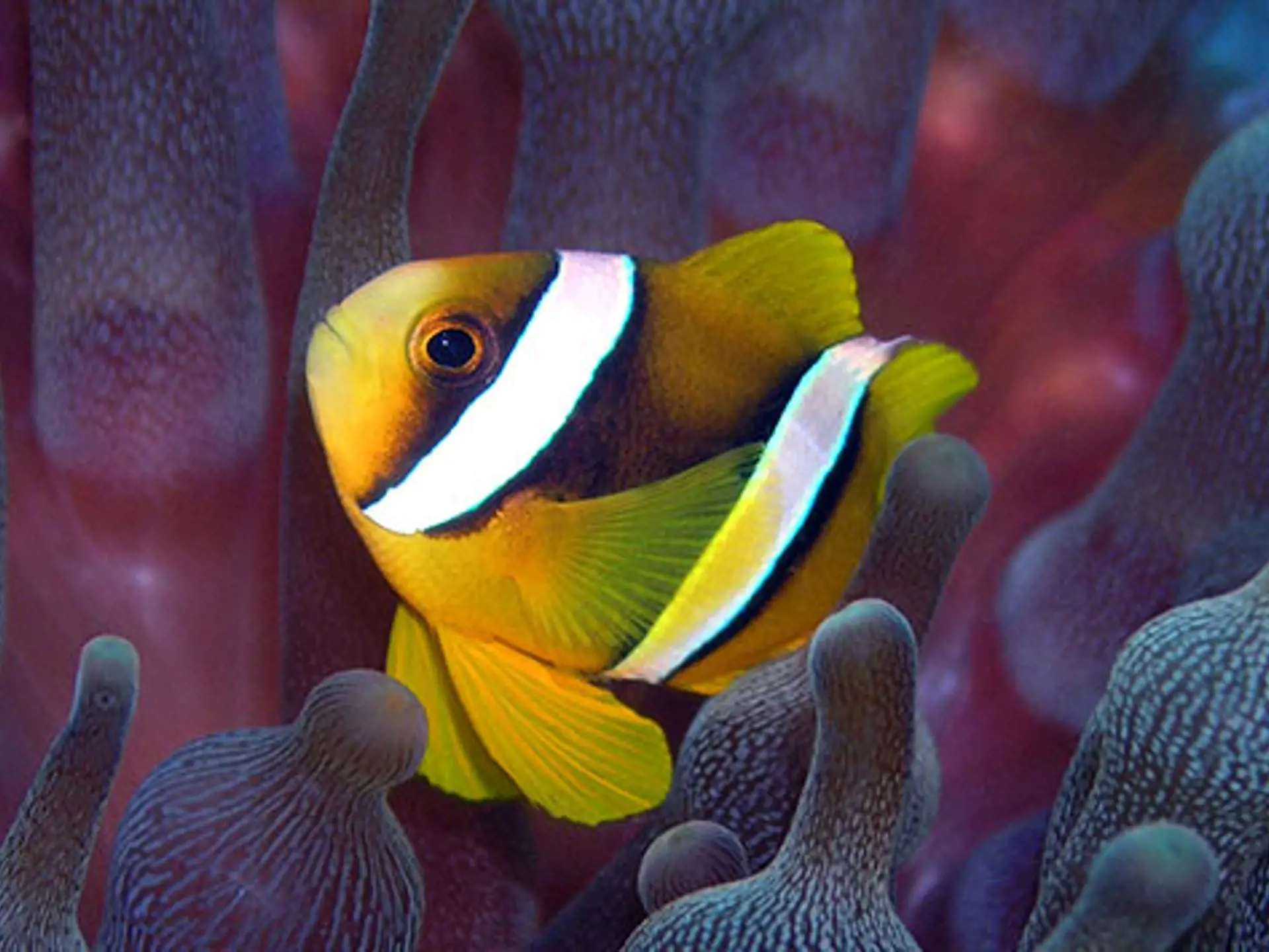 FUN ISLAND - farverige fisk og koraller gemmer sig i det krystalklare vand så på med maske og snorkel, Check Point Travel