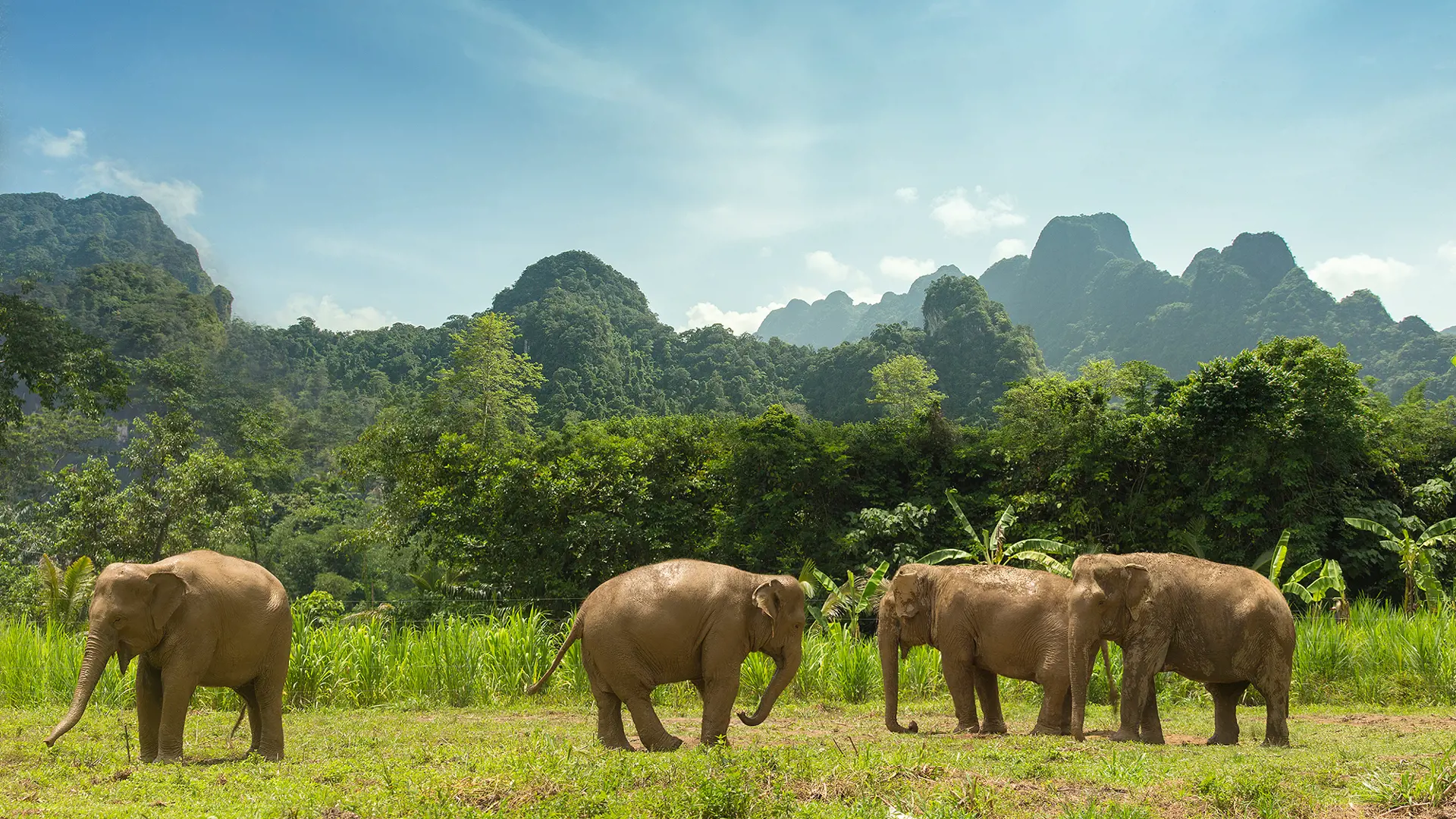 ELEPHANT HILLS - Er af National Geographic blevet indstillet til en pris for deres indsats for at rehabilitere de thailandske arbejdselefanter