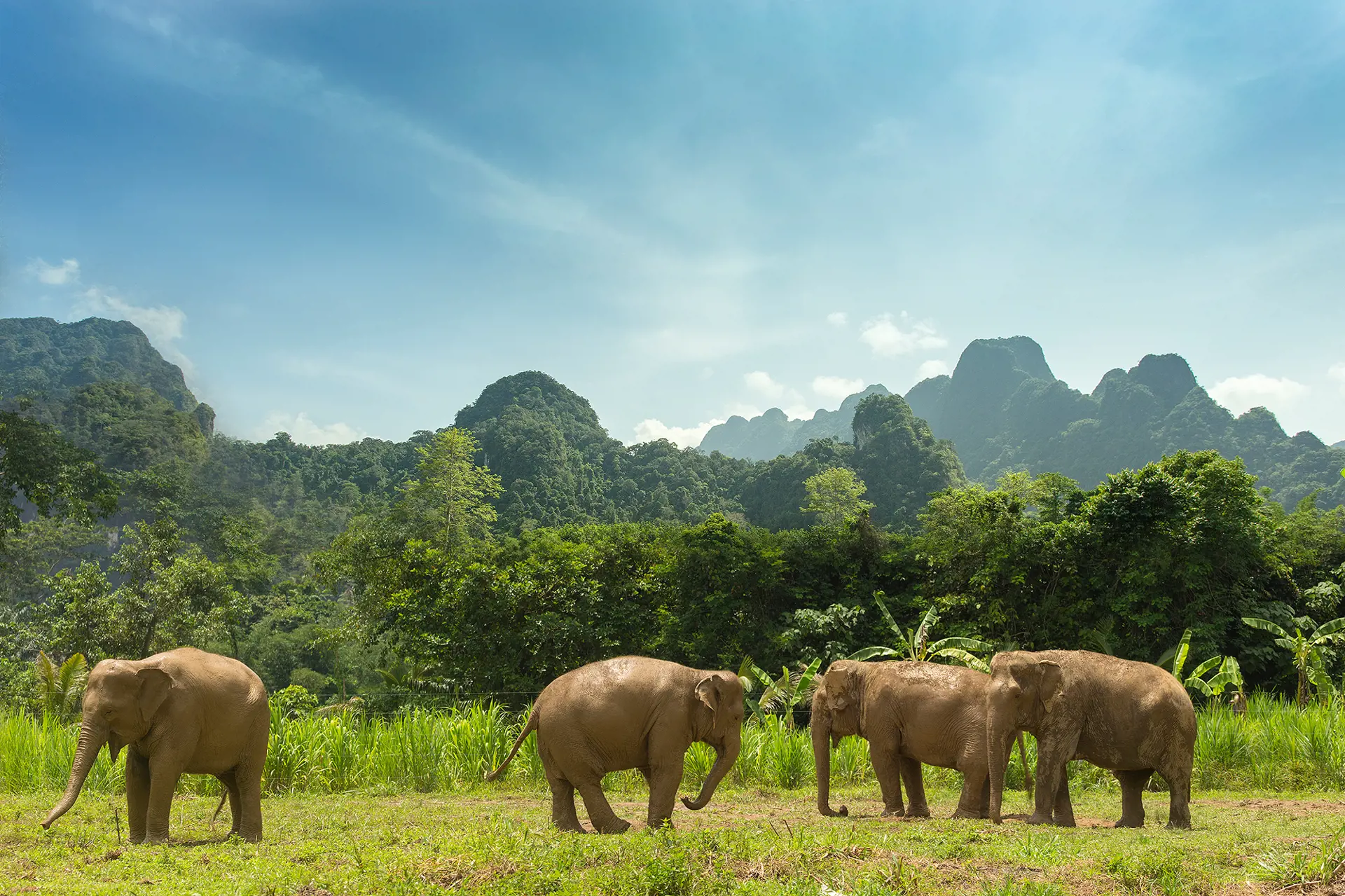 ELEPHANT HILLS - Er af National Geographic blevet indstillet til en pris for deres indsats for at rehabilitere de thailandske arbejdselefanter