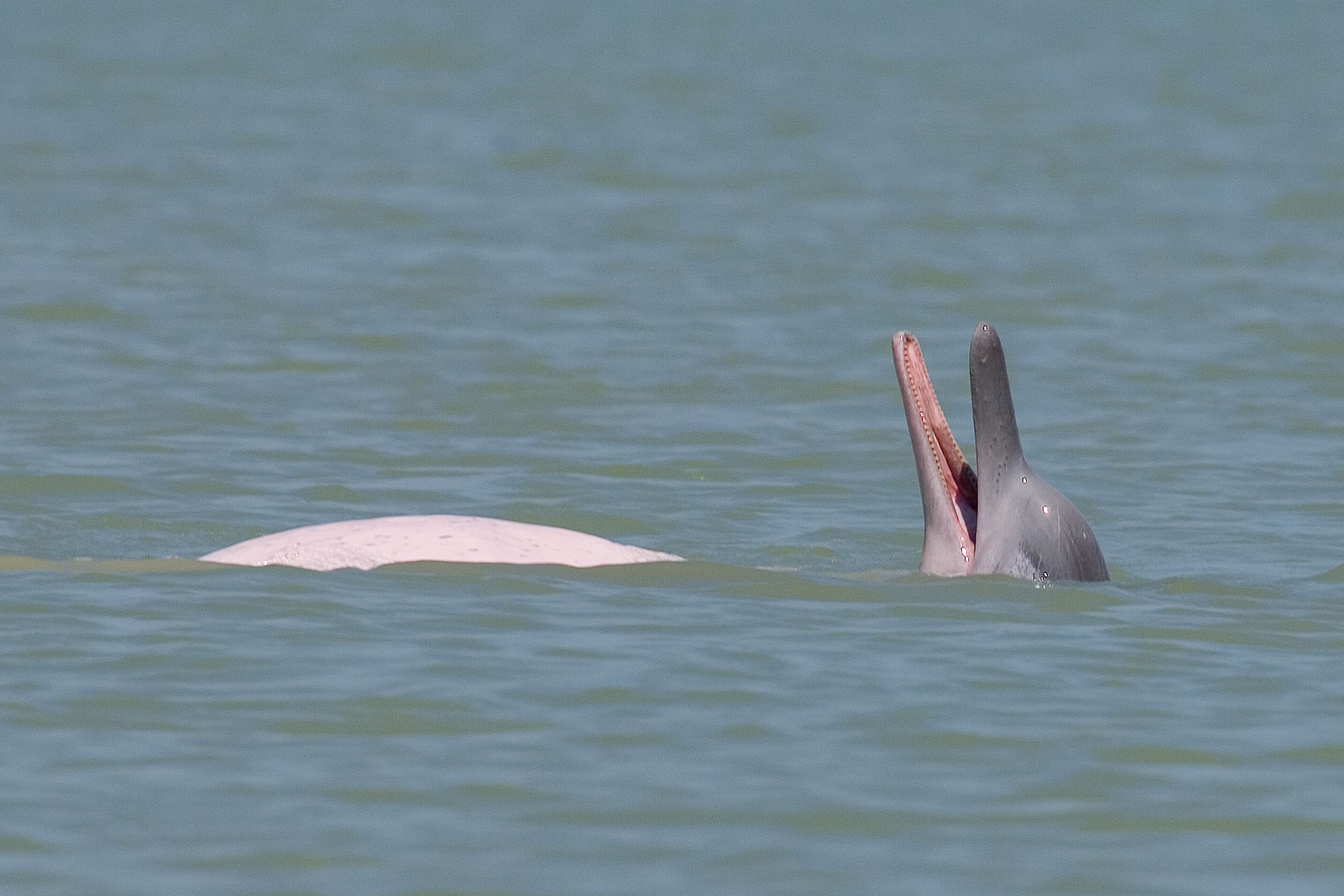 LYSERØDE DELFINER - Farvandet ud for Khanom er et af de ganske få steder i verden, hvor man kan opleve lyserøde delfiner, Check Point Travel