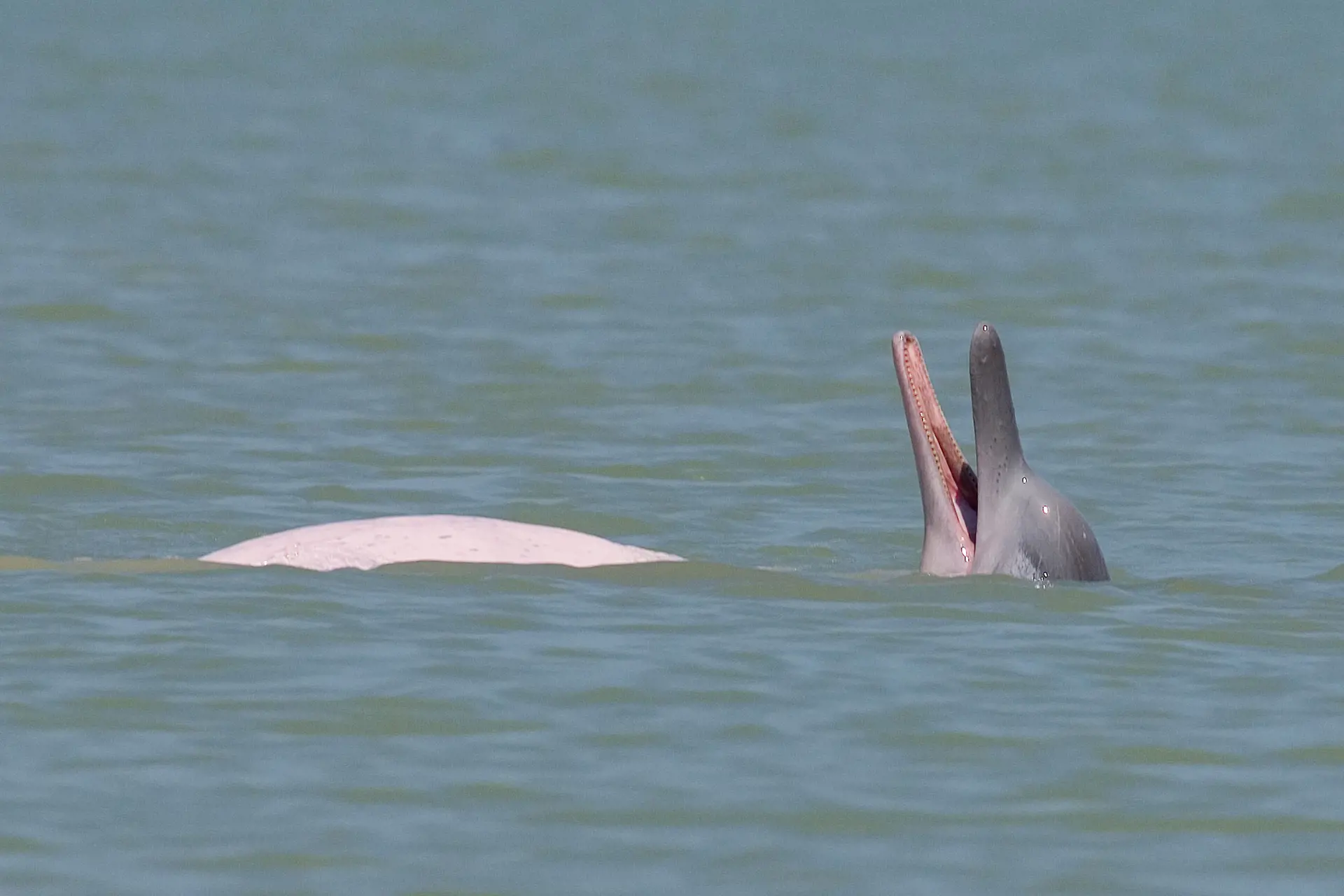 LYSERØDE DELFINER - Farvandet ud for Khanom er et af de ganske få steder i verden, hvor man kan opleve lyserøde delfiner, Check Point Travel