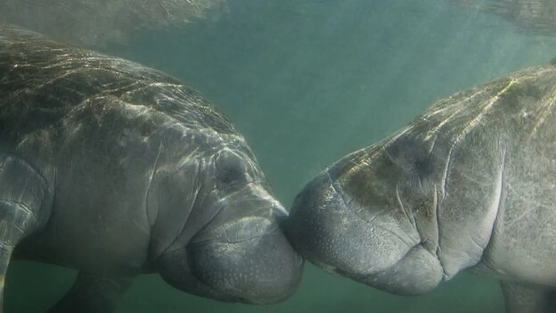CRYSTAL RIVER - kom helt tæt på de finurlige søkøer i det krystalklare vand og hør om det fascinerende dyr, Check Point Travel