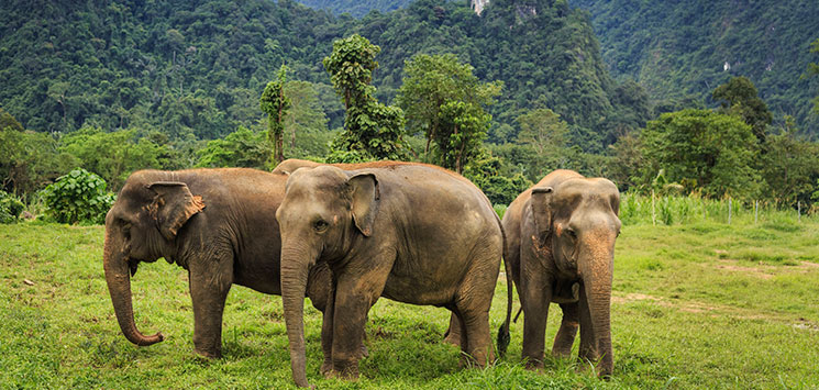 KHAO SOK NATIONAL PARK - Fra La Vela i Khao Lak kan I tage på udflugt til for eksempel elefanterne i Khao Sok National Park