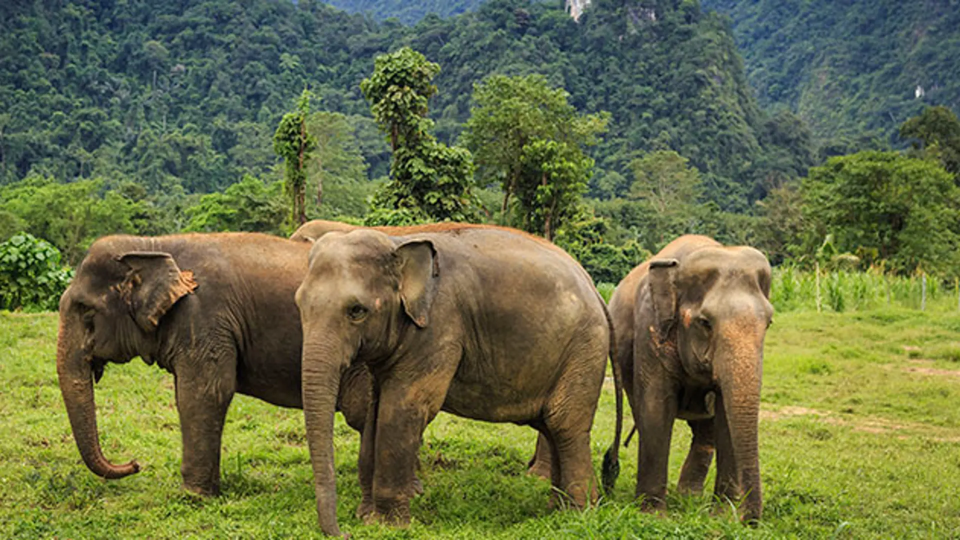 KHAO SOK NATIONAL PARK - Fra La Vela i Khao Lak kan I tage på udflugt til for eksempel elefanterne i Khao Sok National Park