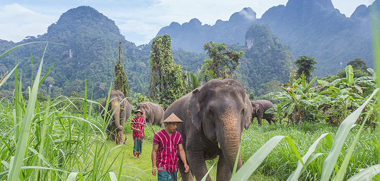 KHAO SOK - elefanterne bruger store dele af dagen sammen med deres personlige assistent, mahoutten, Check Point Travel