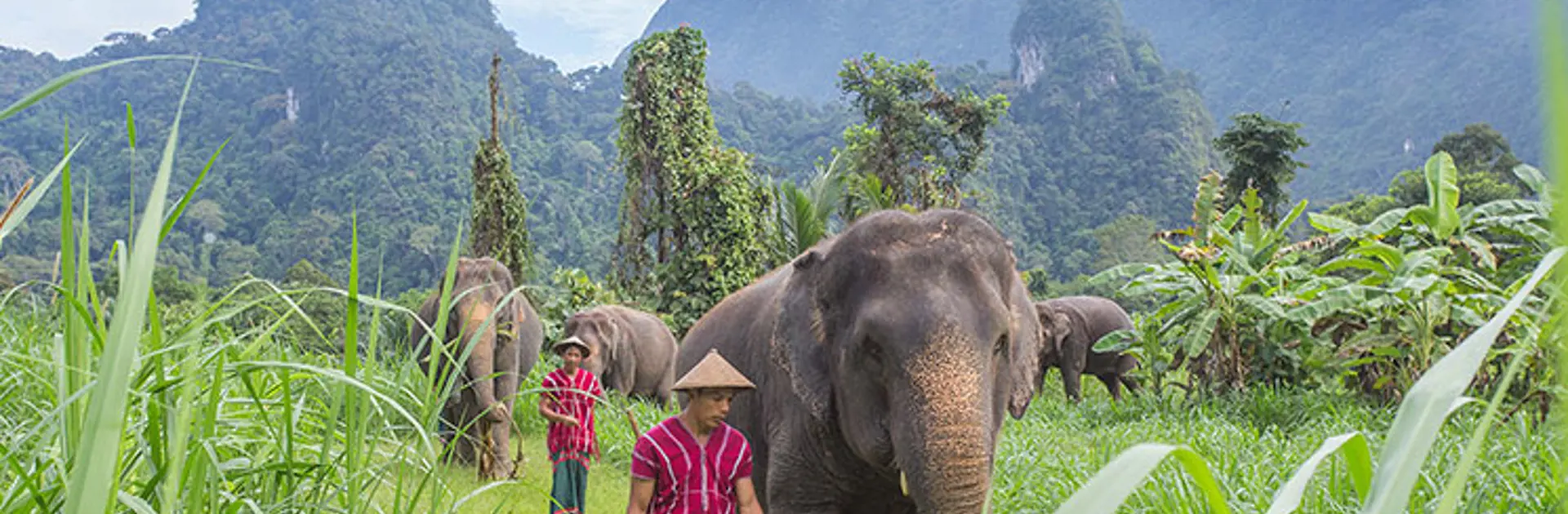 KHAO SOK - elefanterne bruger store dele af dagen sammen med deres personlige assistent, mahoutten, Check Point Travel