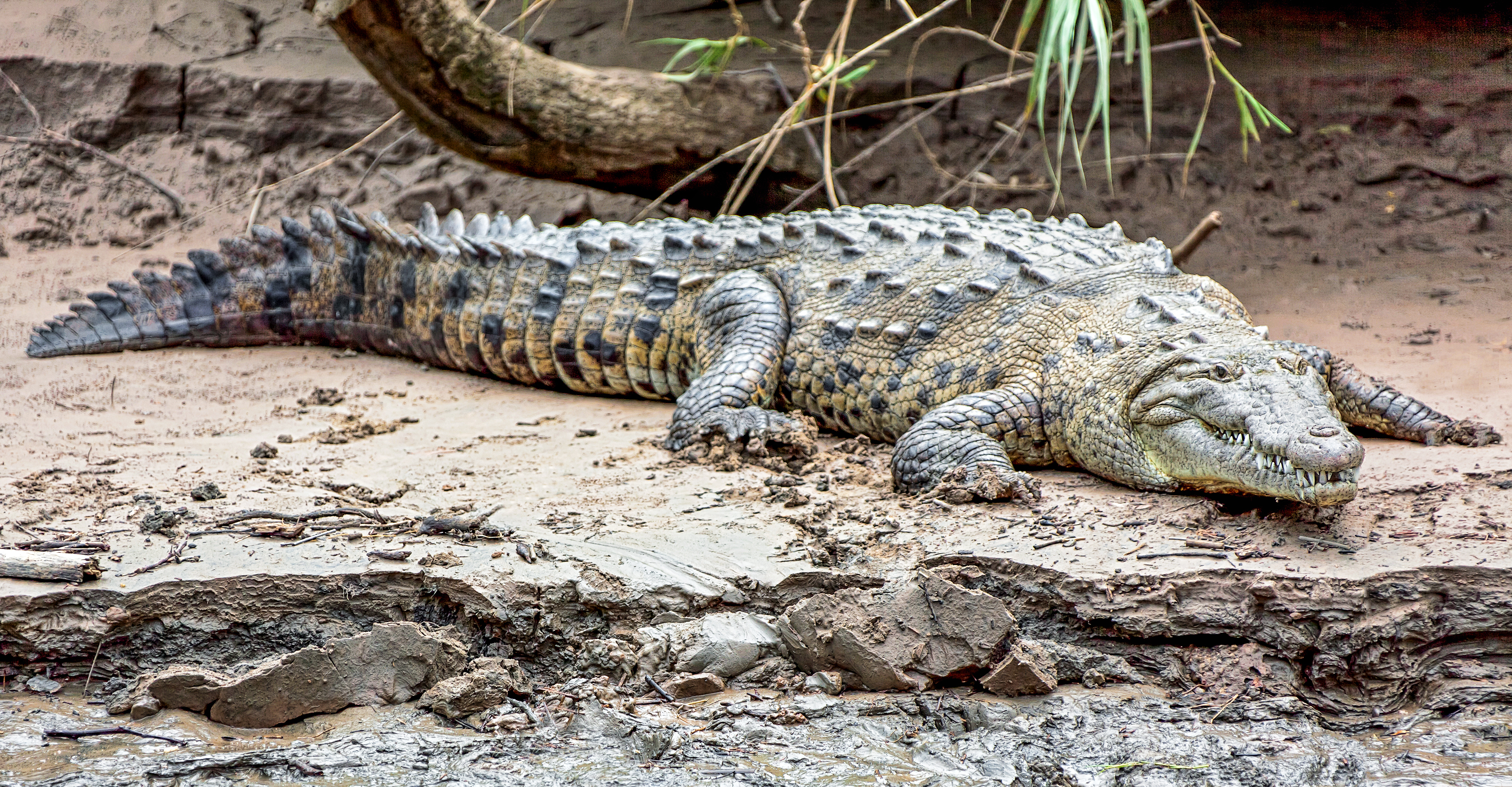 SUMIDERO CANYON - Store krokodiller ligger og varmer sig i solen, inden de skal ud på den næste jagt i floden