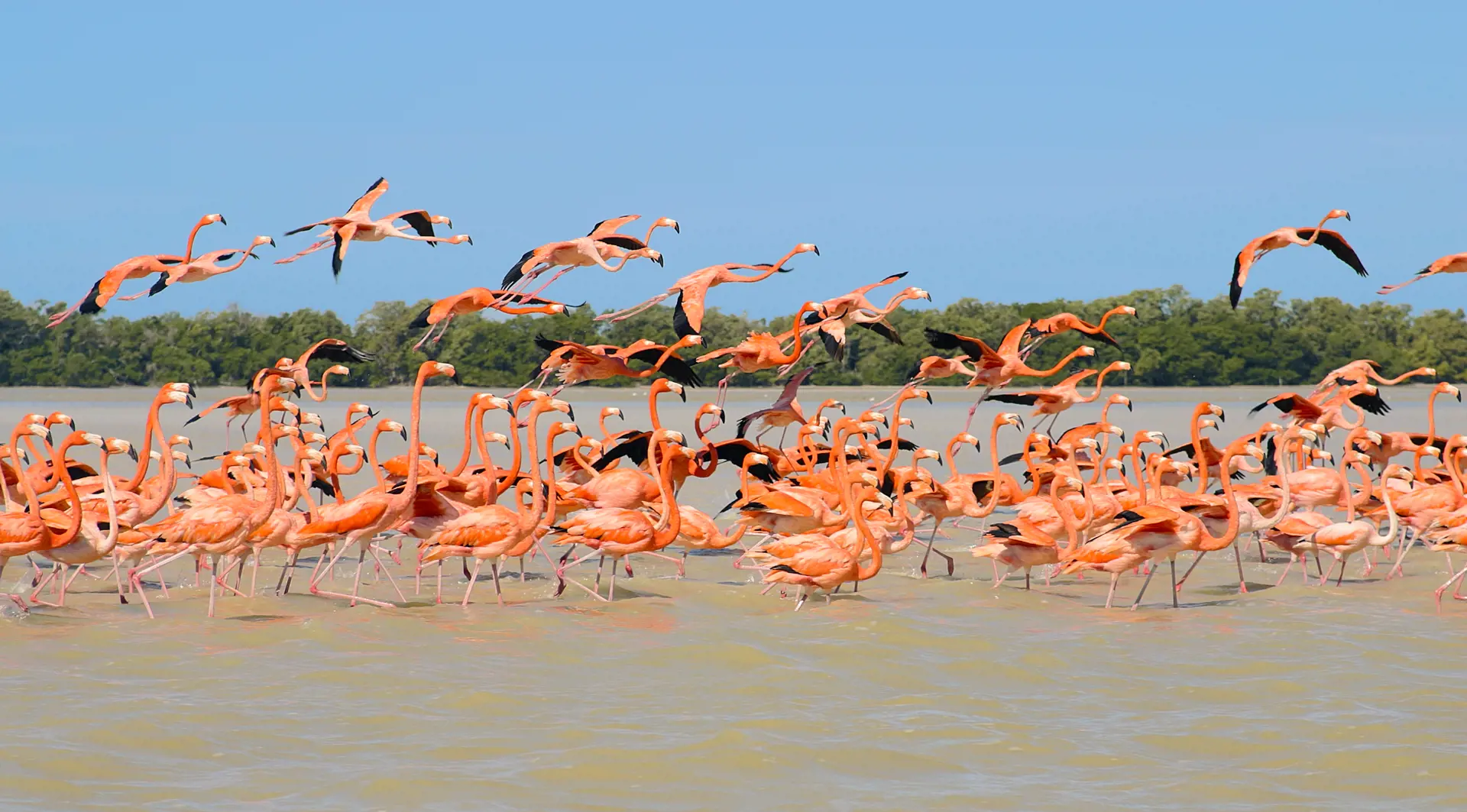 FLAMINGOER - Fra december til april er naturreservatet Celestun hjemsted for tusindvis af flamingoer