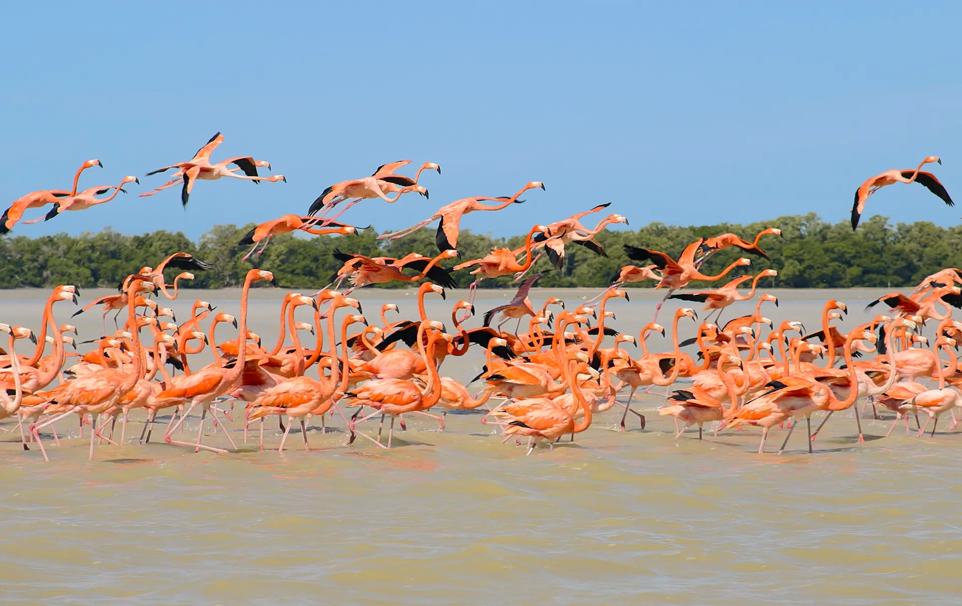 FLAMINGOER - Fra december til april er naturreservatet Celestun hjemsted for tusindvis af flamingoer