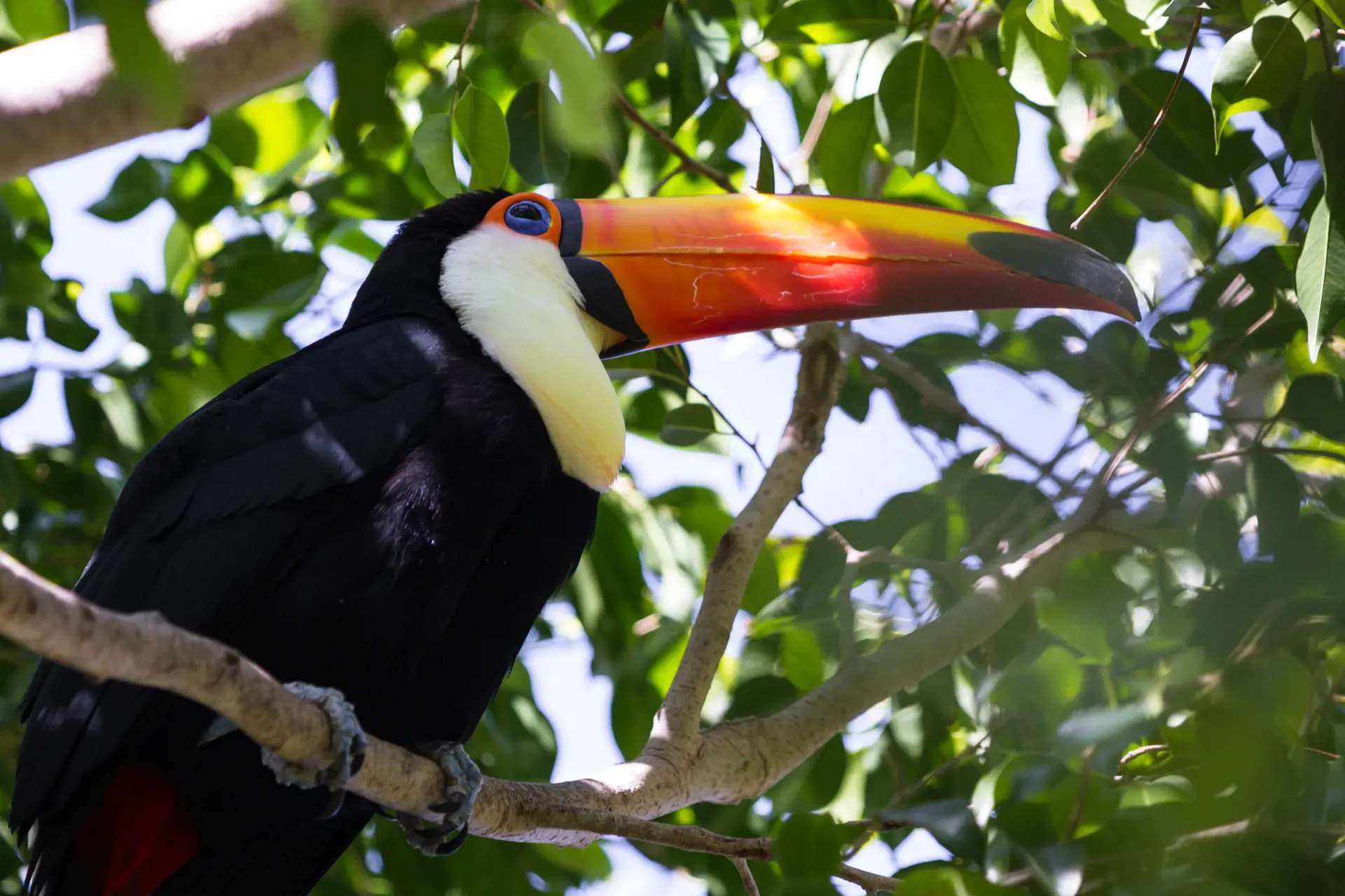 DYRELIV - Den gamle kongeby Palenque ligger omgivet af jungle. Aber og fugle huserer i trækronerne. Her er det en tukan.