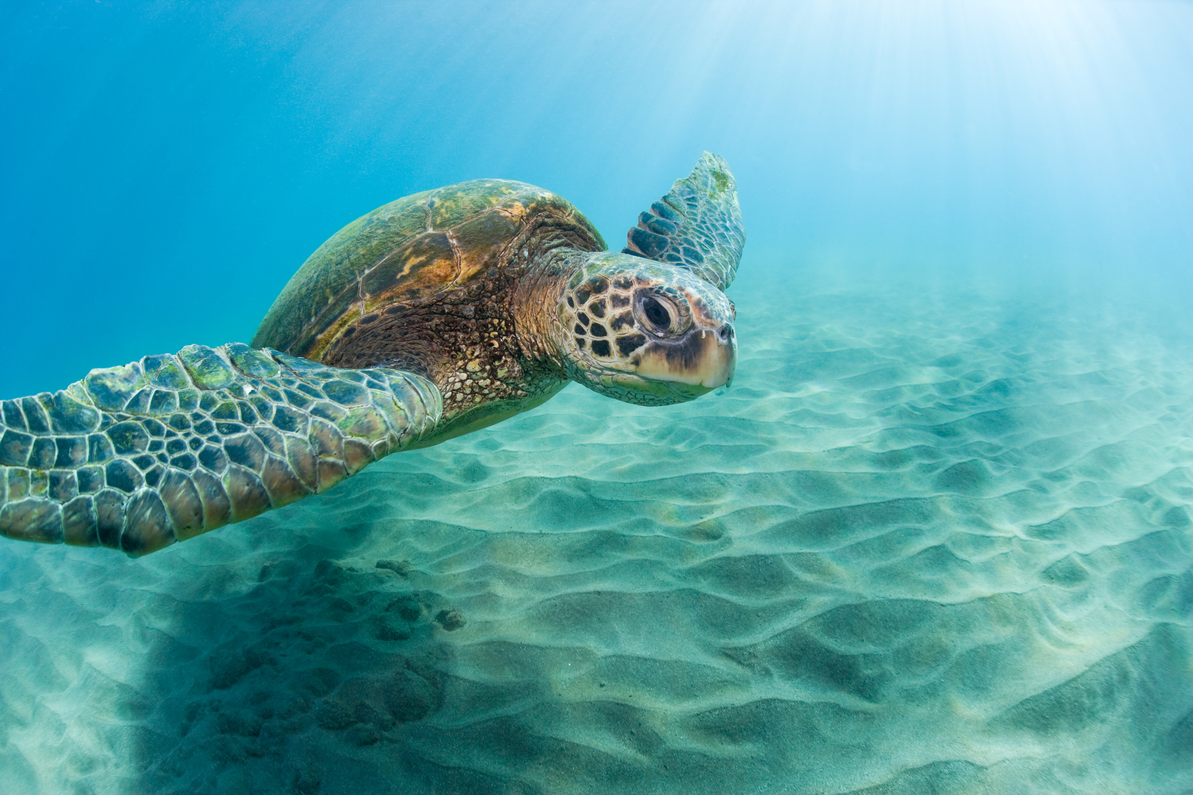 SNORKLING - Flere steder på Hawaii-øerne kan I snorkle med store havskildpadder.