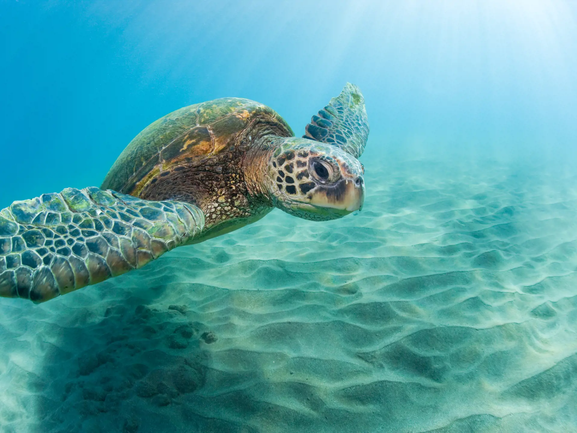 SNORKLING - Flere steder på Hawaii-øerne kan I snorkle med store havskildpadder.