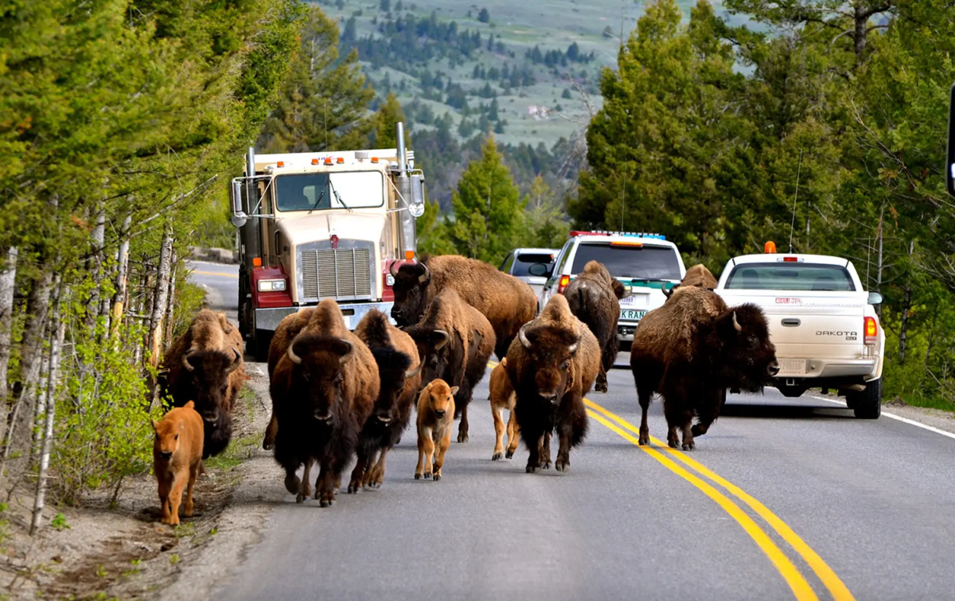 USA - Wyoming - Yellowstone - bison på vejen.jpg