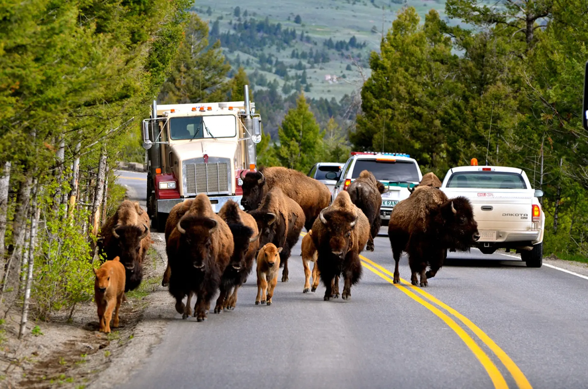 USA - Wyoming - Yellowstone - bison på vejen.jpg