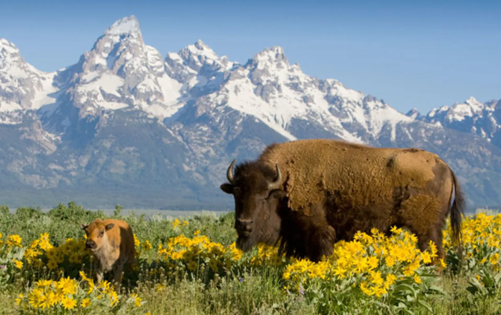 USA - Wyoming - Yellowstone - bison.jpg