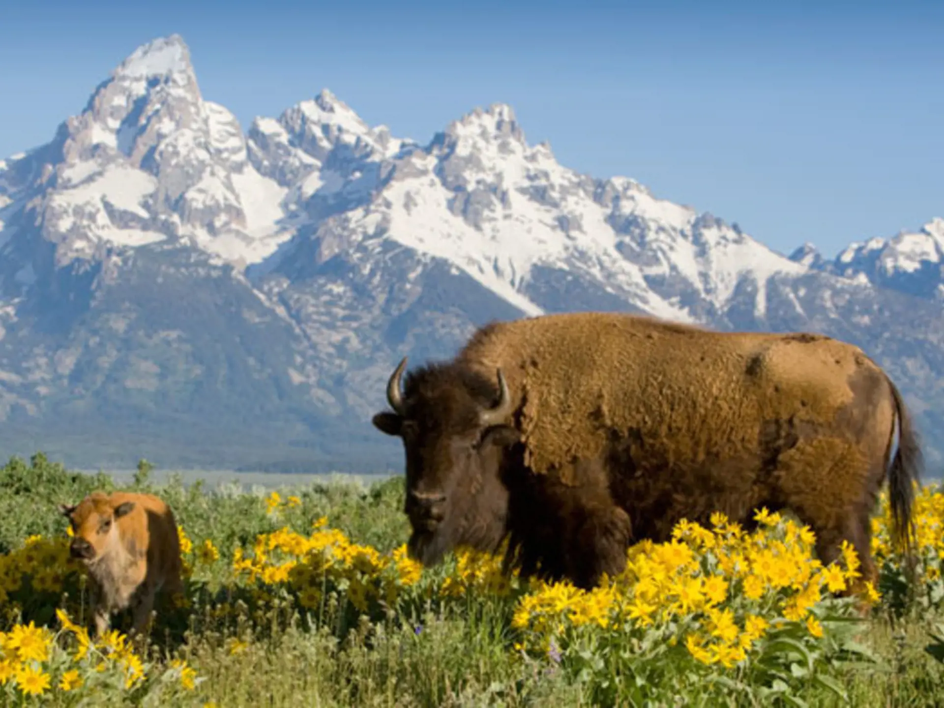 USA - Wyoming - Yellowstone - bison.jpg