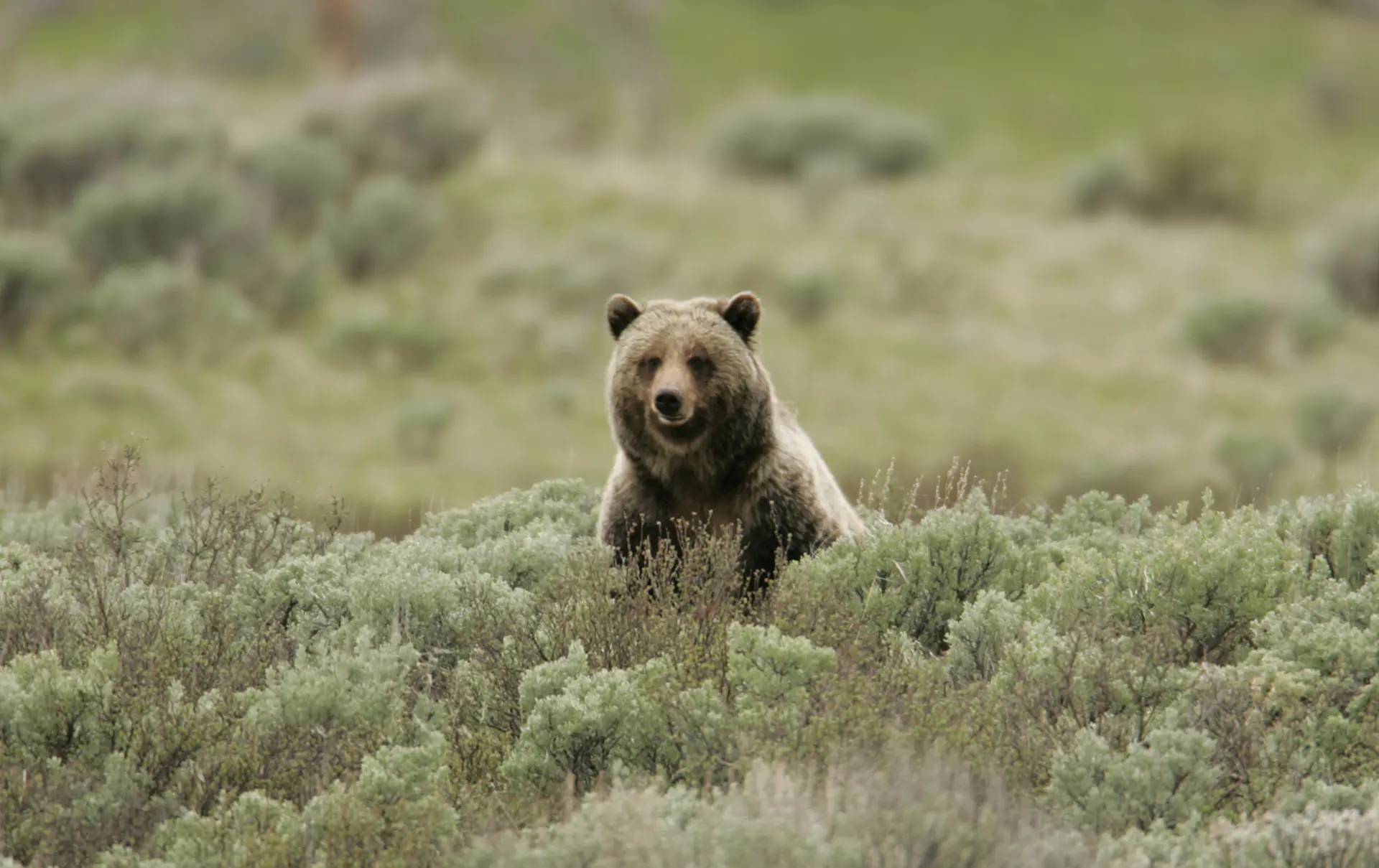 USA - Wyoming - Yellowstone - Grizly Bear.jpg