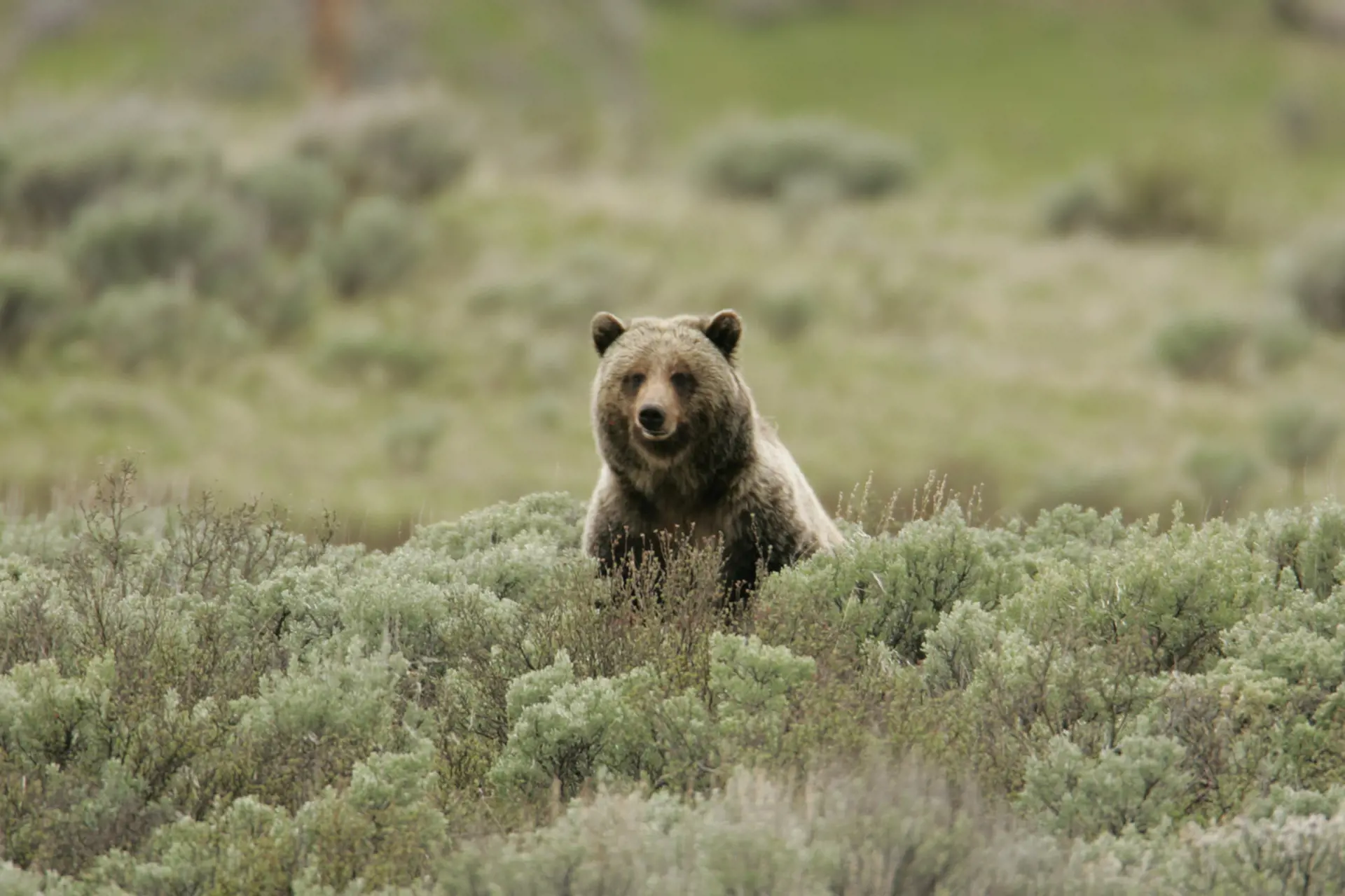 USA - Wyoming - Yellowstone - Grizly Bear.jpg