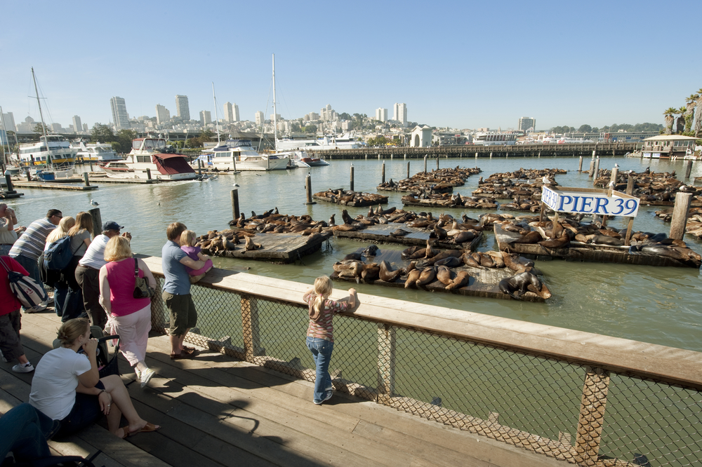 USA - Californien - San Francisco - Søløver (2).jpg