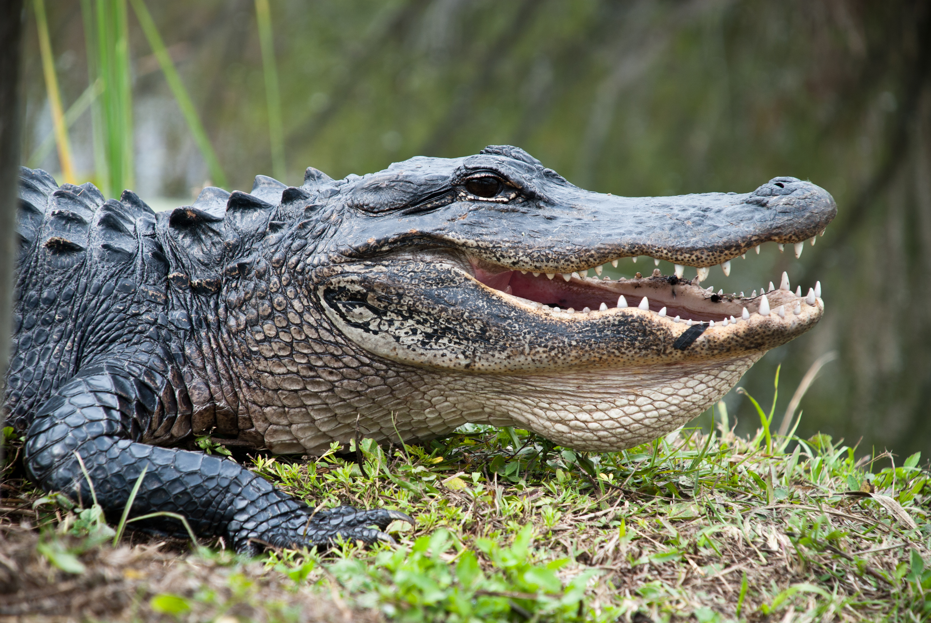 EVRGLADES NATIONAL PARK - I Everglades National Park kan I se alligatorer og andre eksotiske skabninger.