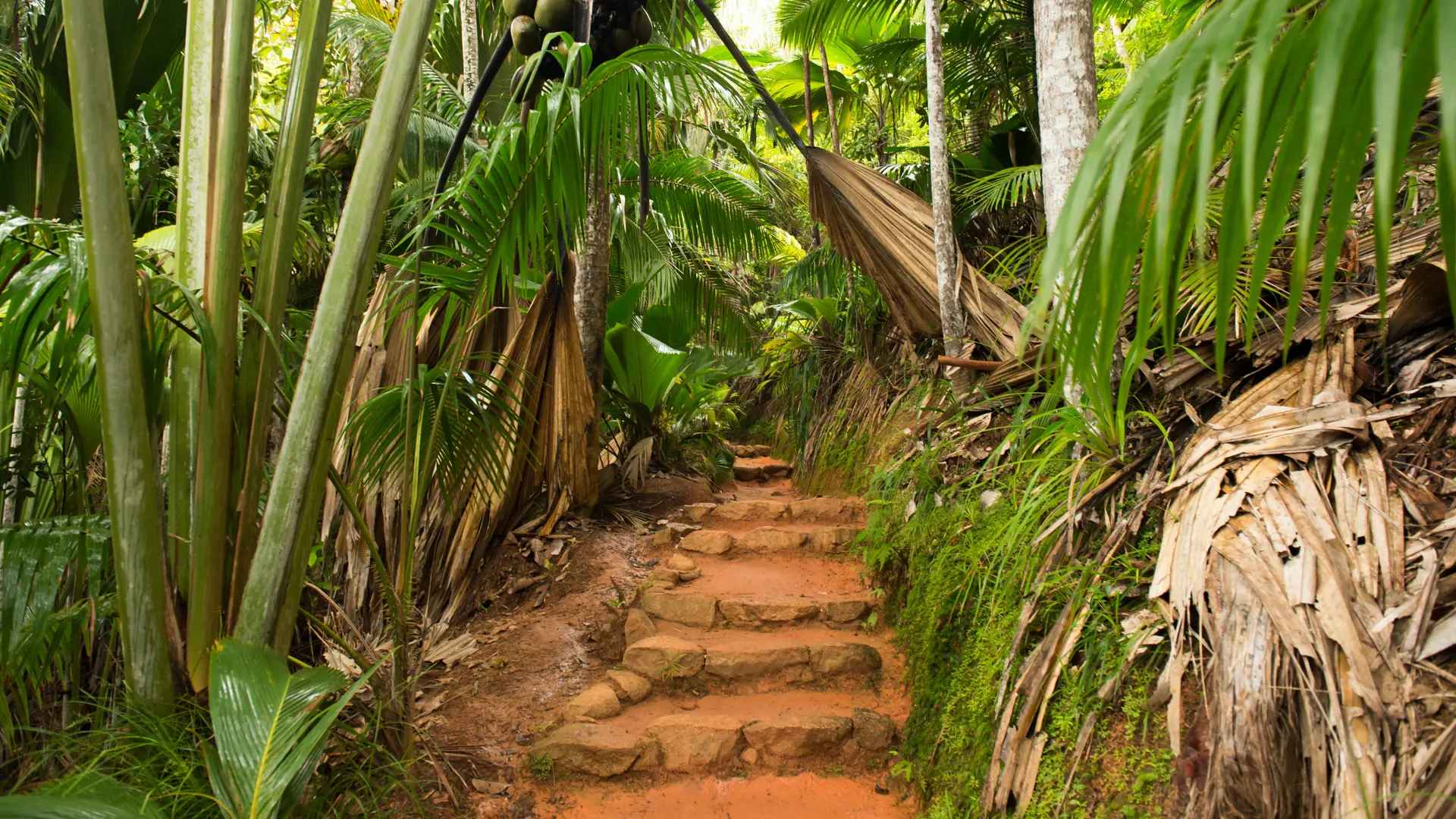 shutterstock_401840356 Valle de Mai.jpg