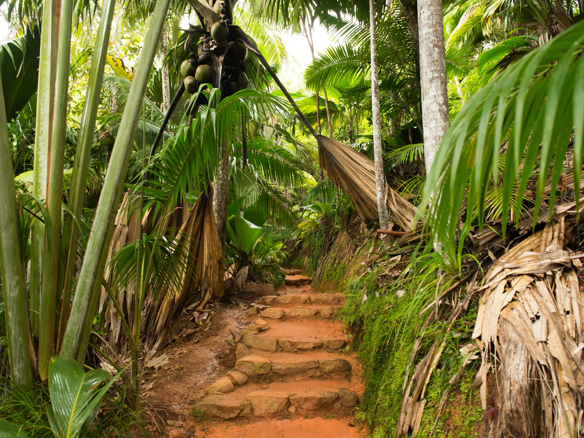 shutterstock_401840356 Valle de Mai.jpg